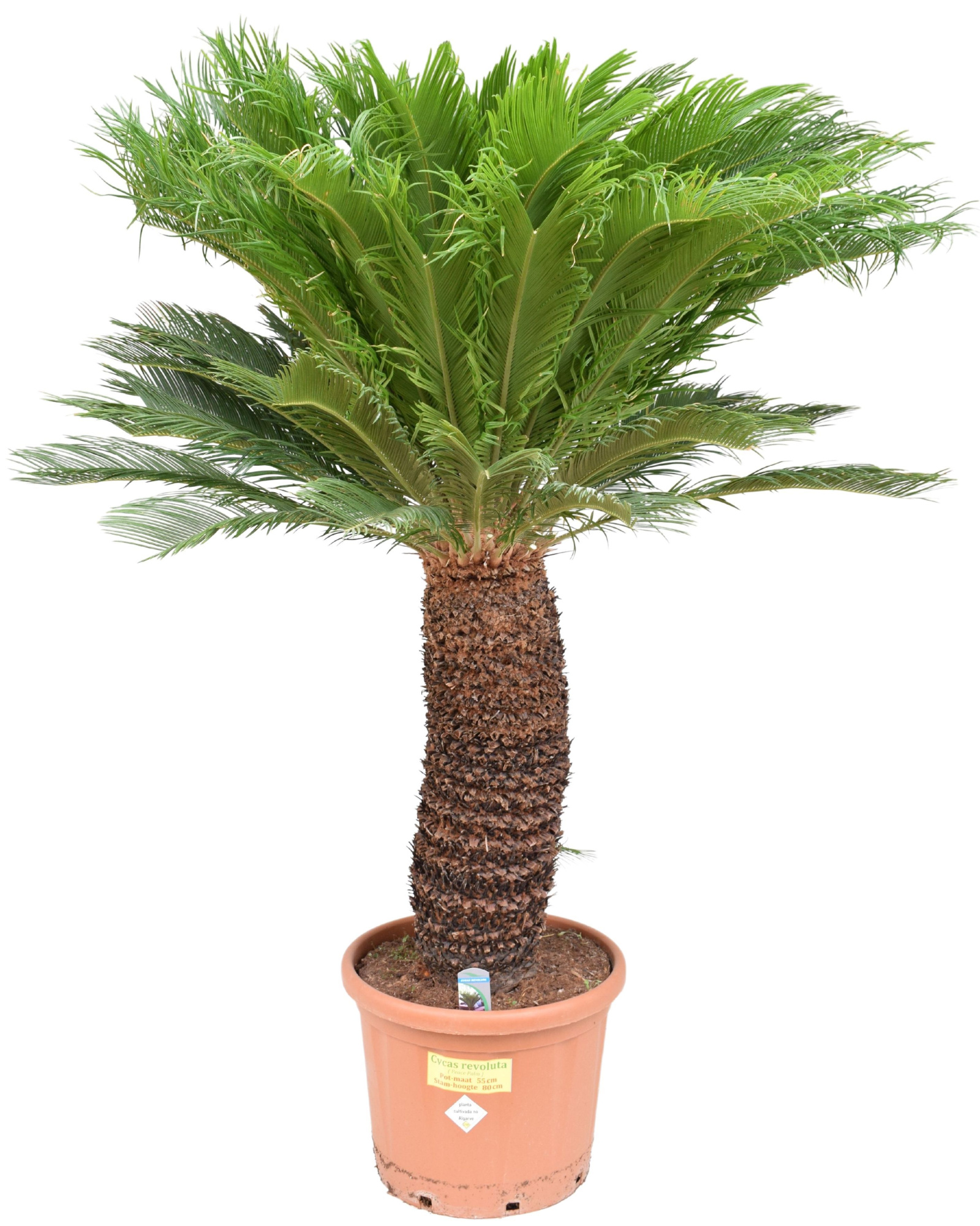 Cycas revoluta P55 ST80, D 55 cm