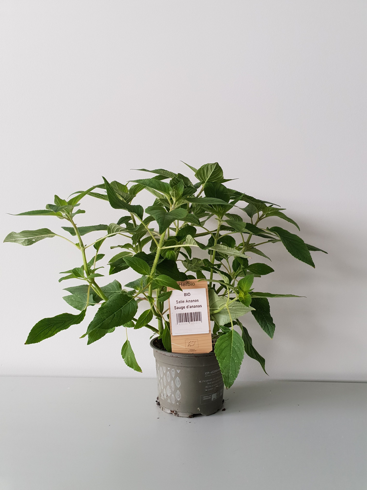 Salie ananas P12 HERBIO steker, D 12 cm