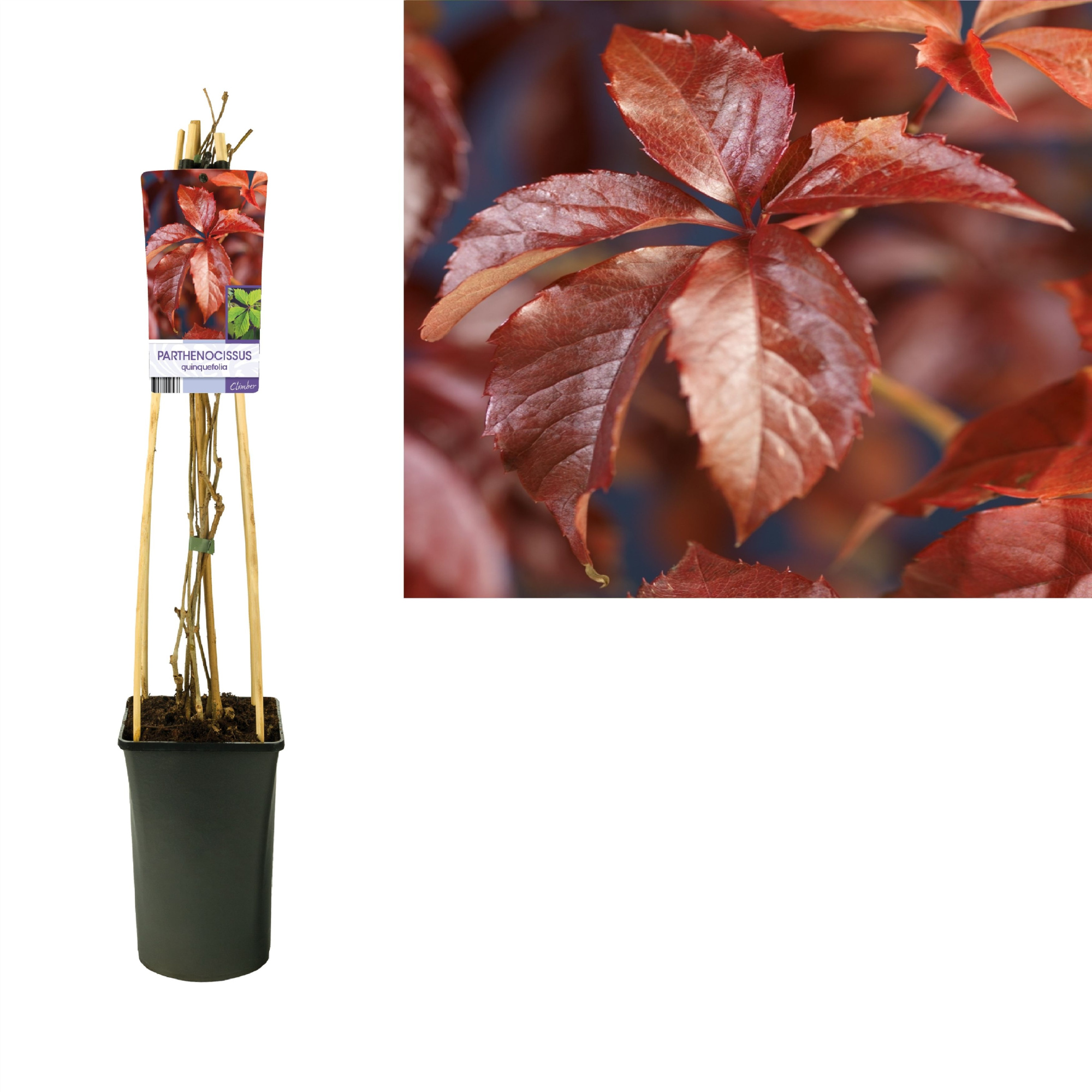 Parthenocissus quinquefolia +light label, D 17