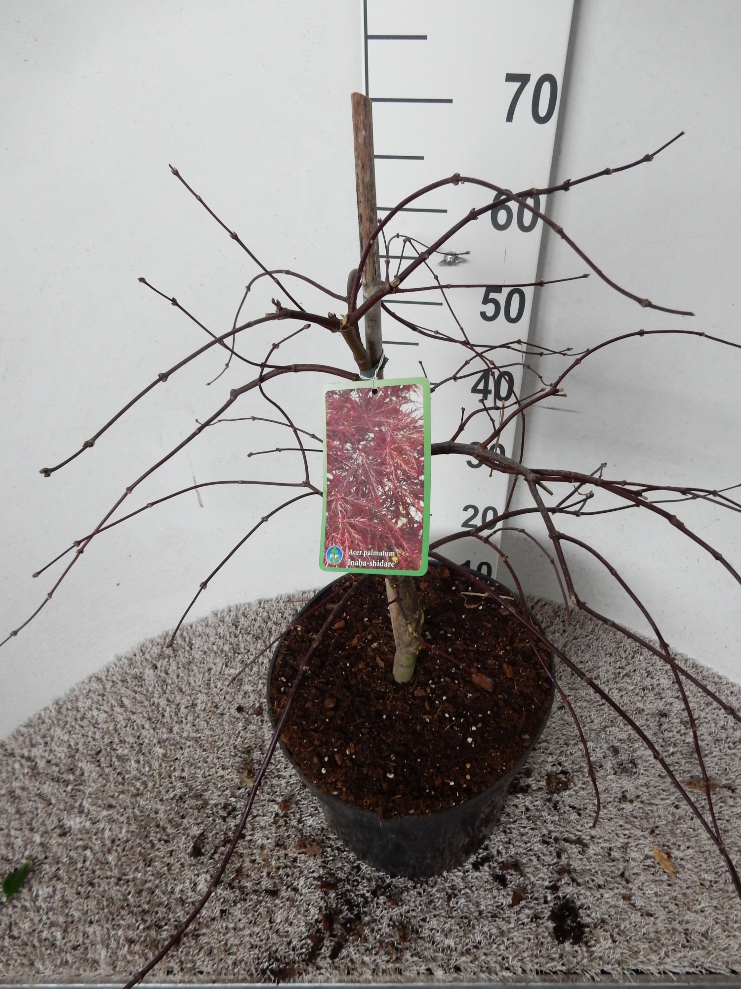 Acer palm. Inaba-shidare 50-60 P28, D 28