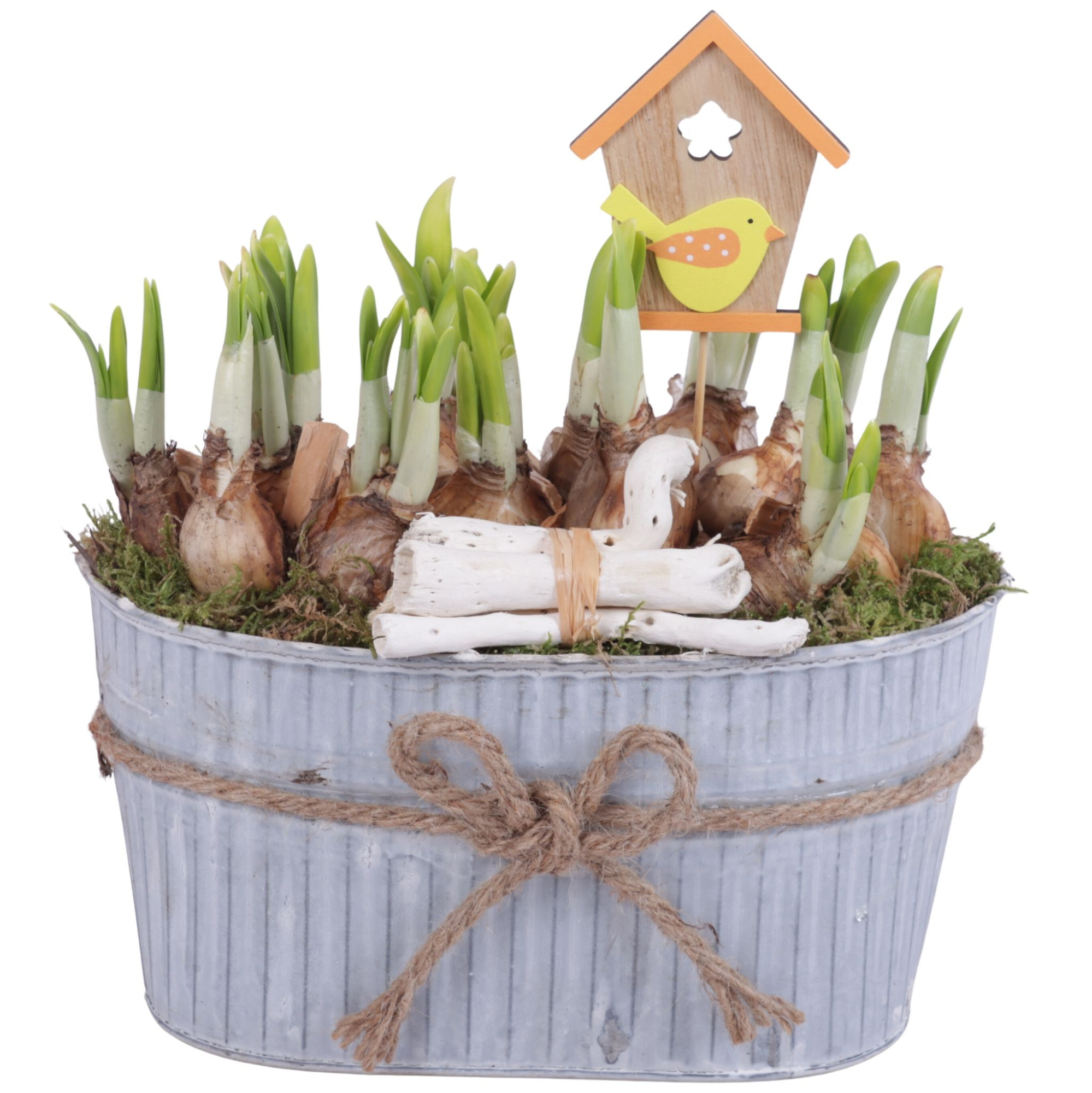 Bulbs Arr. Narcis Zinc Pot with Rope Oval Ø25cm, D 25