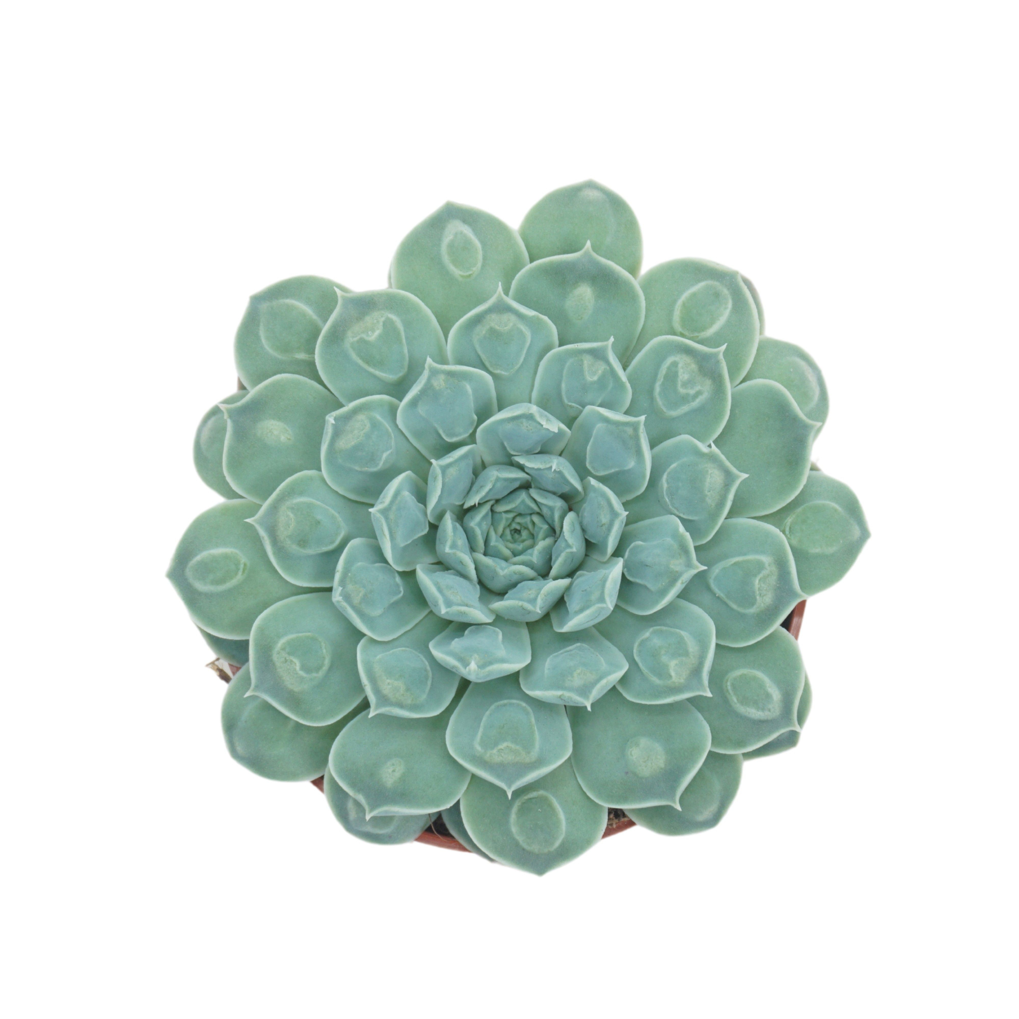 Echeveria heart signal 10,5 cm, D 10,5 cm