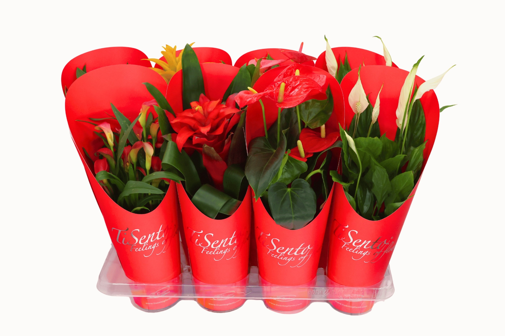 Bloeimix in Specially cadeaucover rood, D 12 cm