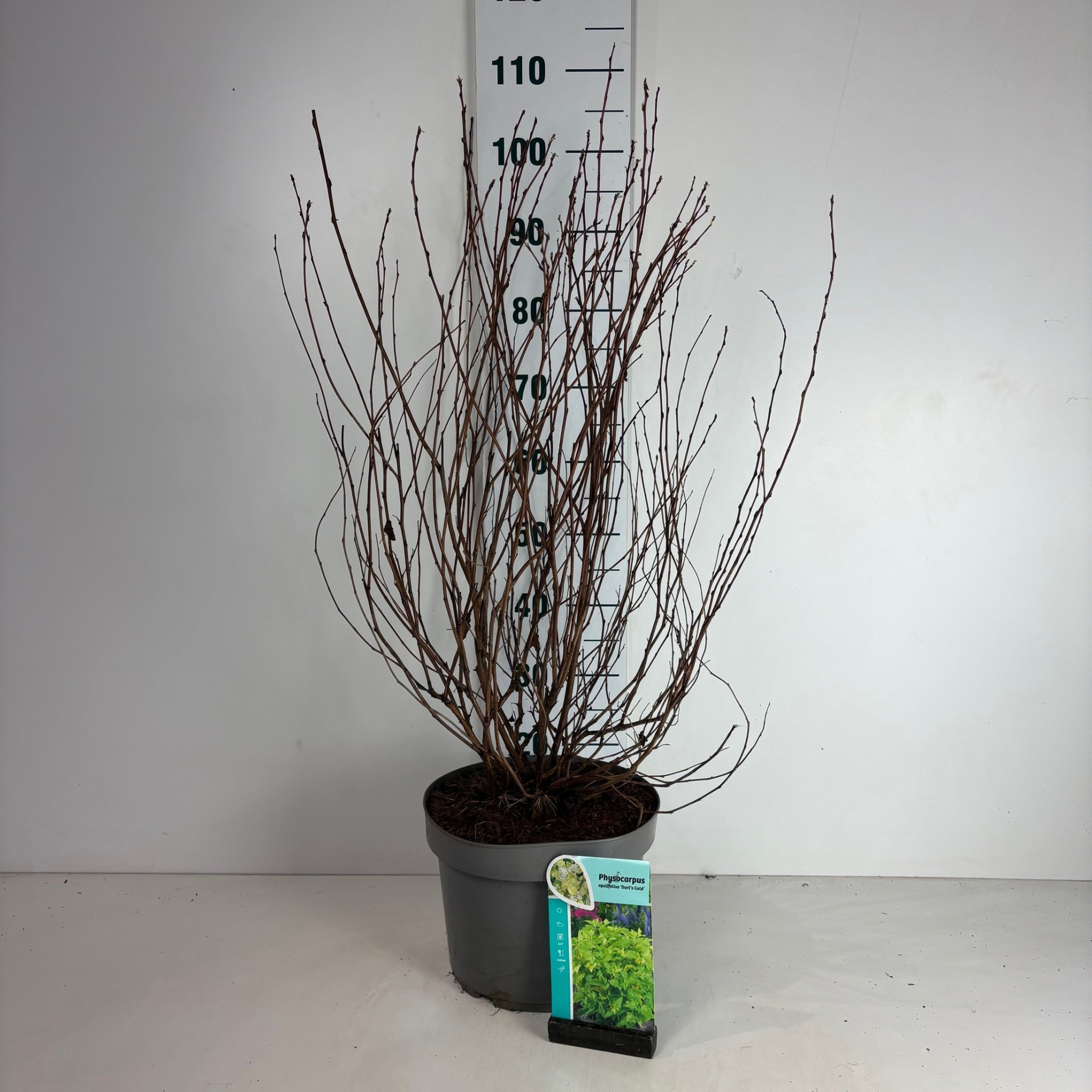 Physocarpus opulifolius Dart's Gold, D 29