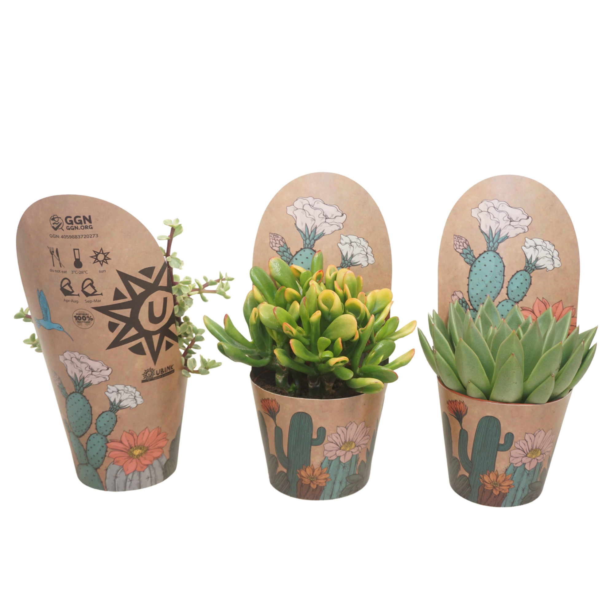 Succulenten mix 12 cm in Ubink potcover, D 12 cm