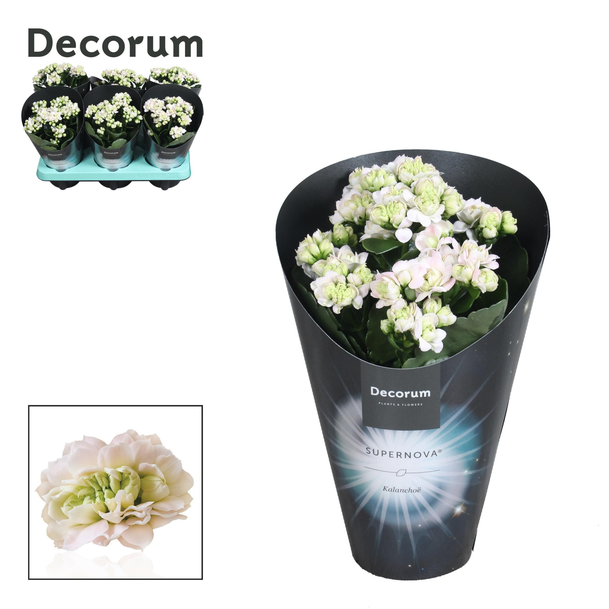 Kalanchoë Supernova Pinkish White, D 10,5 cm