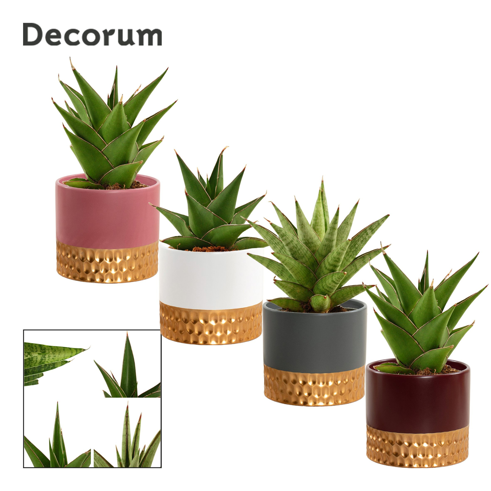 Sansevieria Crown mix 9 cm in Frederique (Rich love-collection), D 9 cm