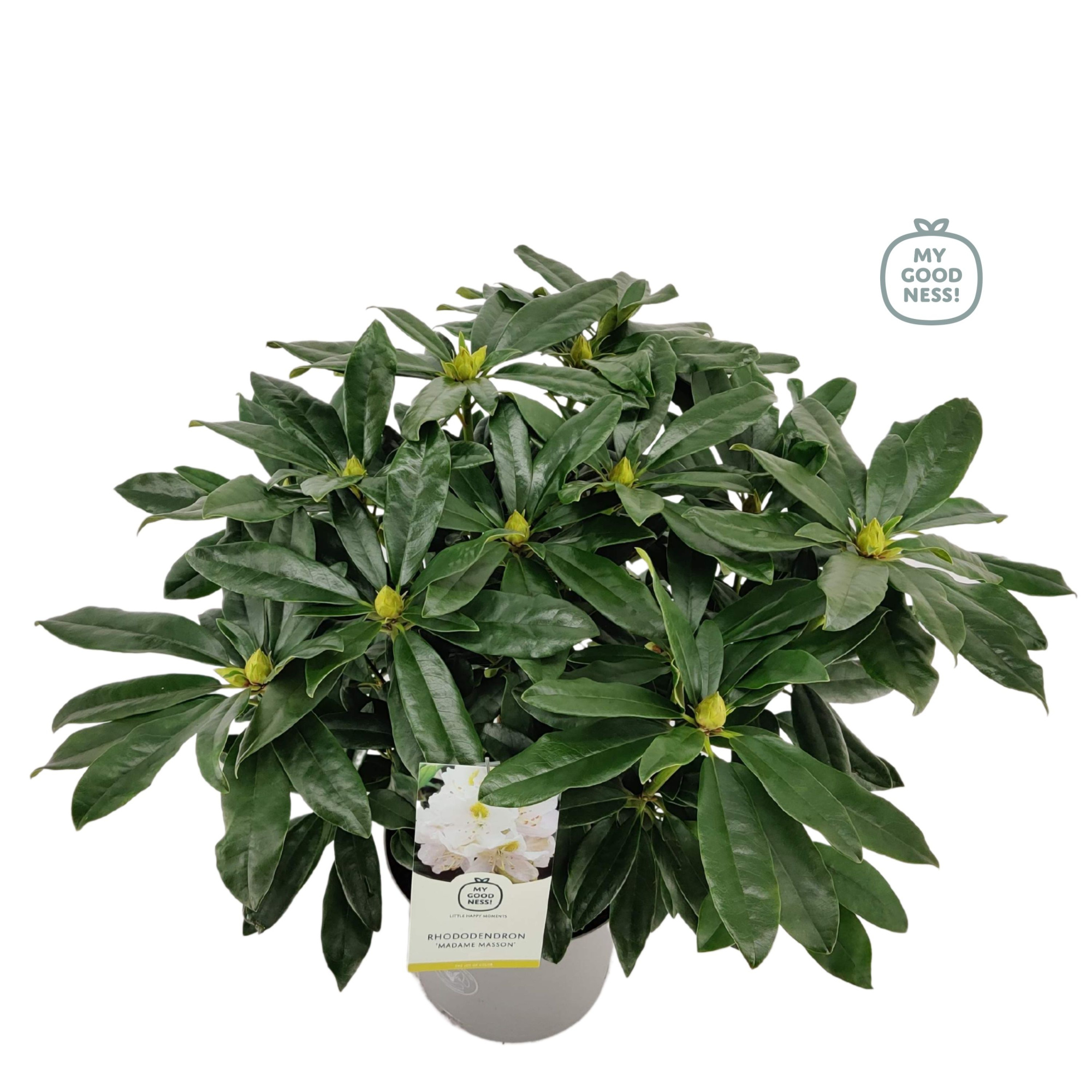 Rhododendron 40-50 /5 liter 'Madame Masson', D 23 cm