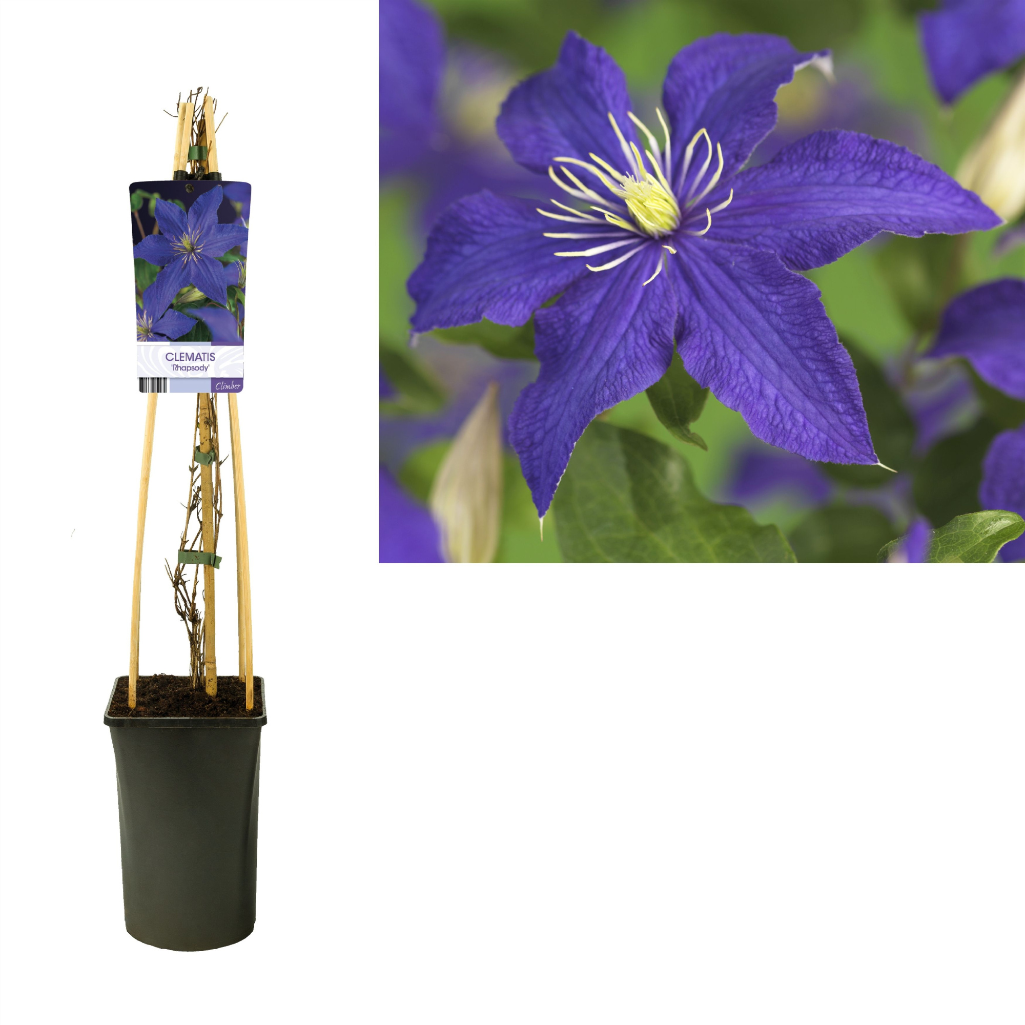 Clematis 'Rhapsody' +light label, D 17 cm