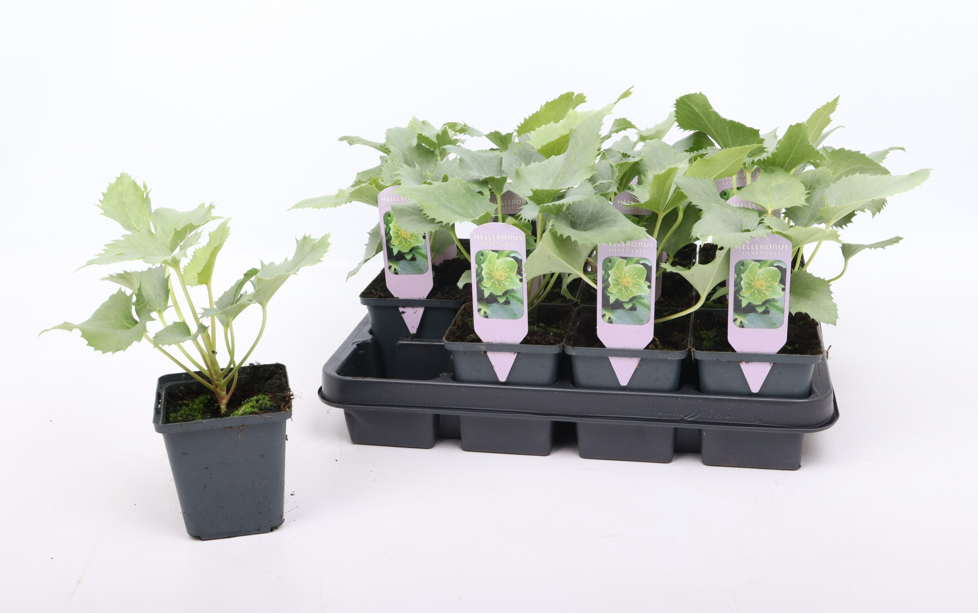Helleborus argutifolius 'Silver Lace' 9 cm, D 9 cm