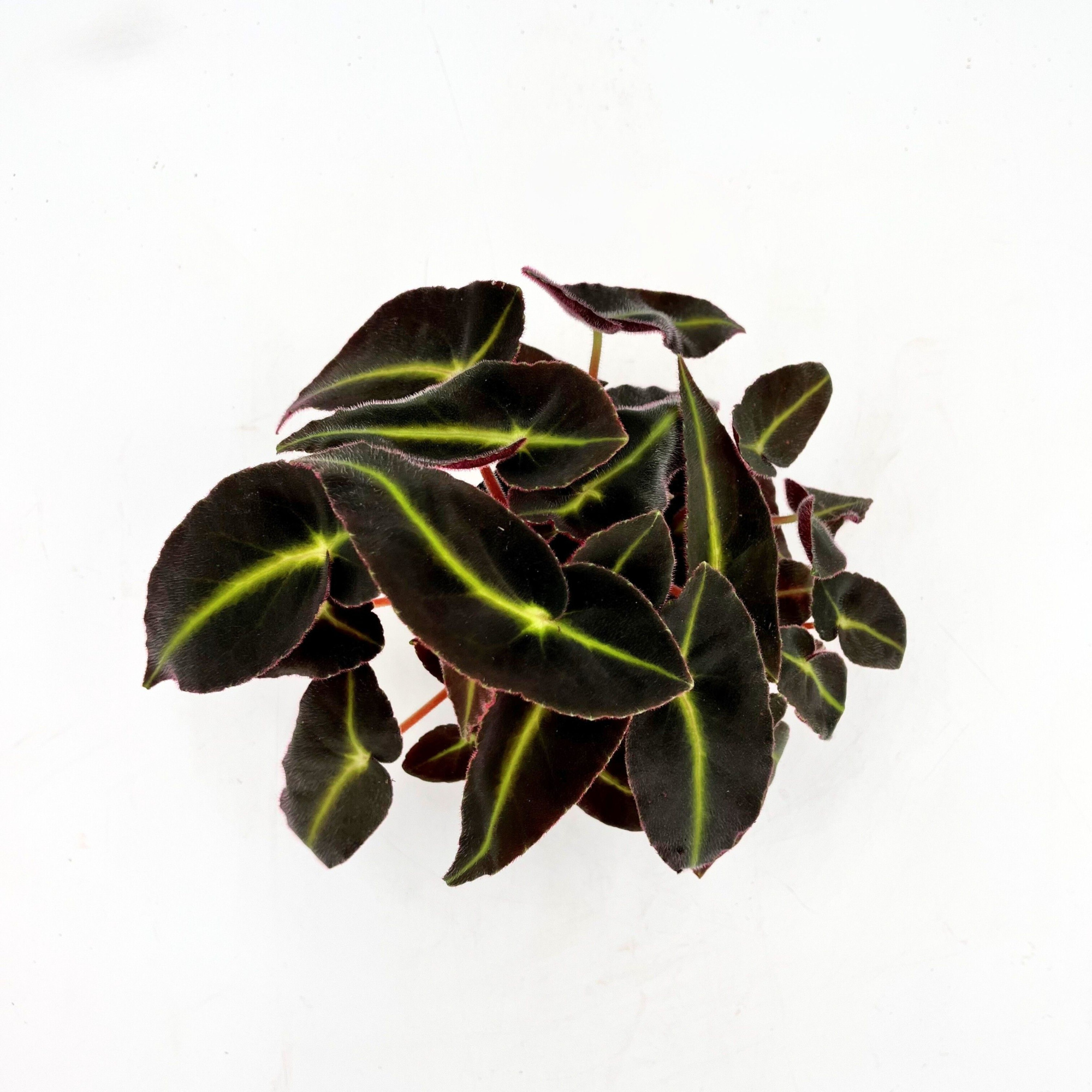 Special Begonia Listada, D 12 cm