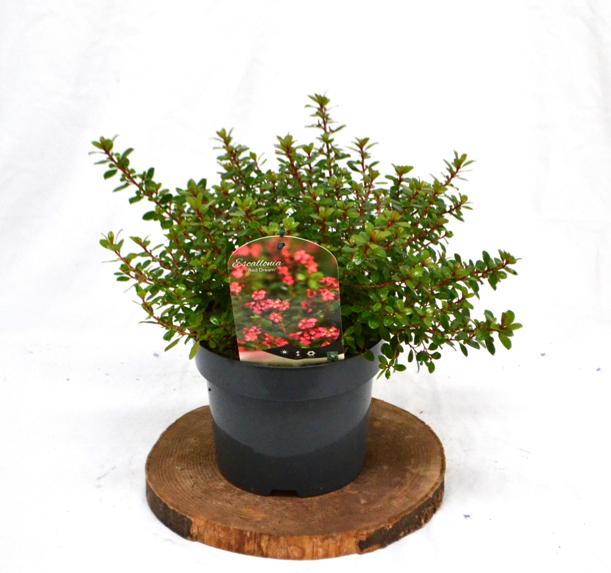 Escallonia 'Red Dream' C3, D 19 cm