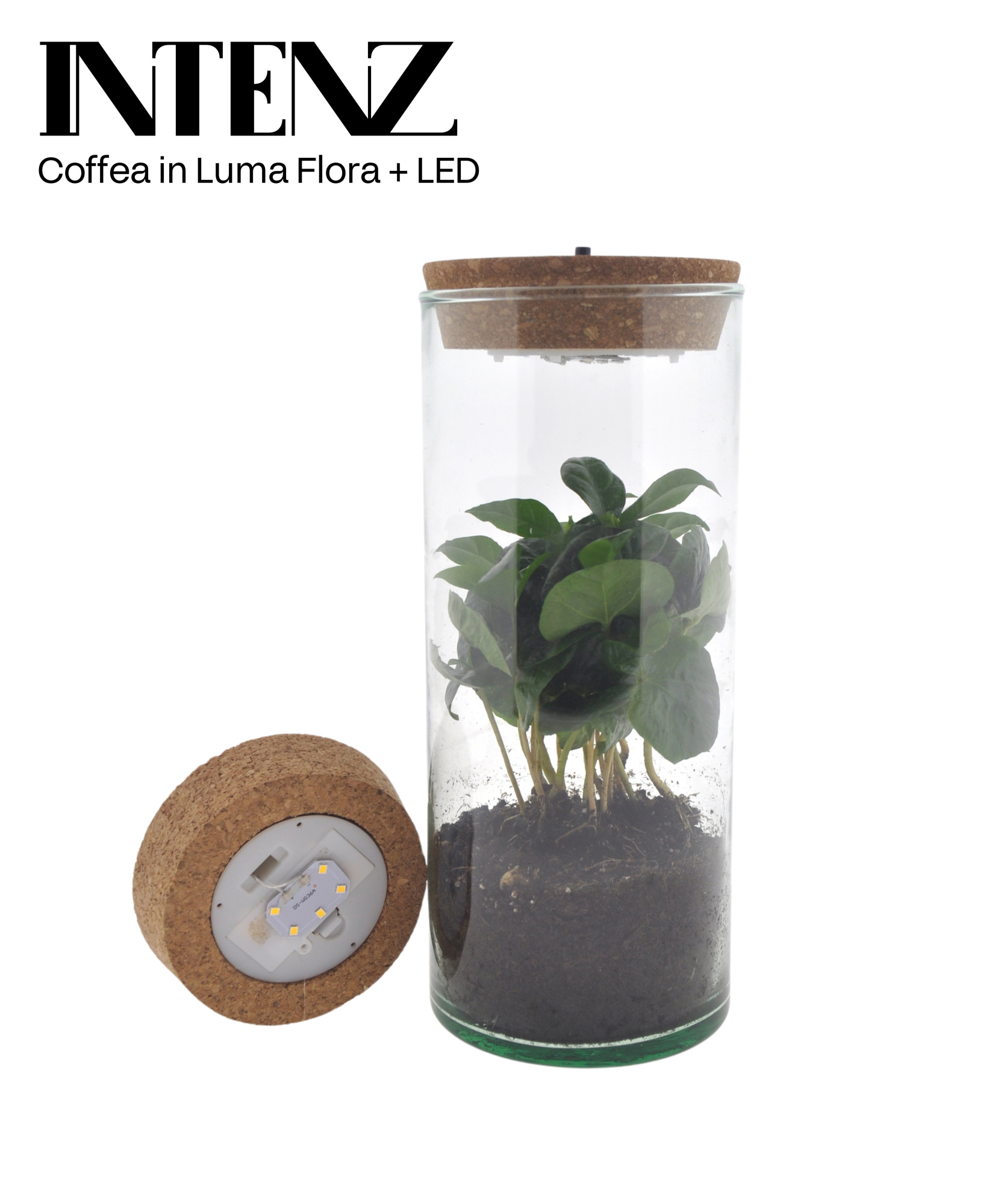 Coffea in Luma Flora met kurk LED -levertijd: 24 u, D 7 cm