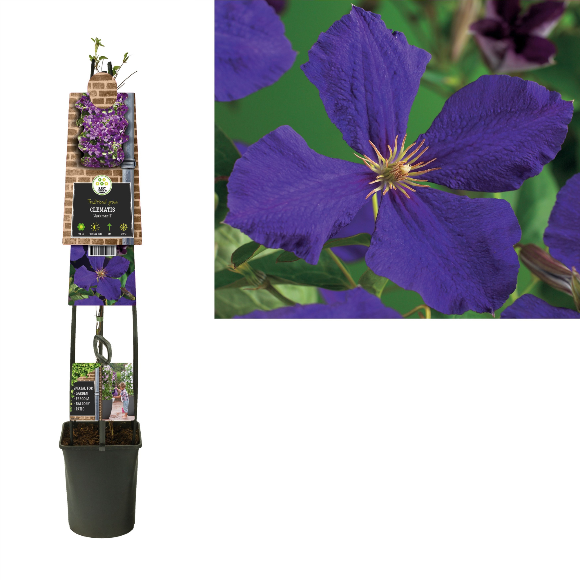 Clematis 'Jackmanii' +3.0 label, D 23 cm