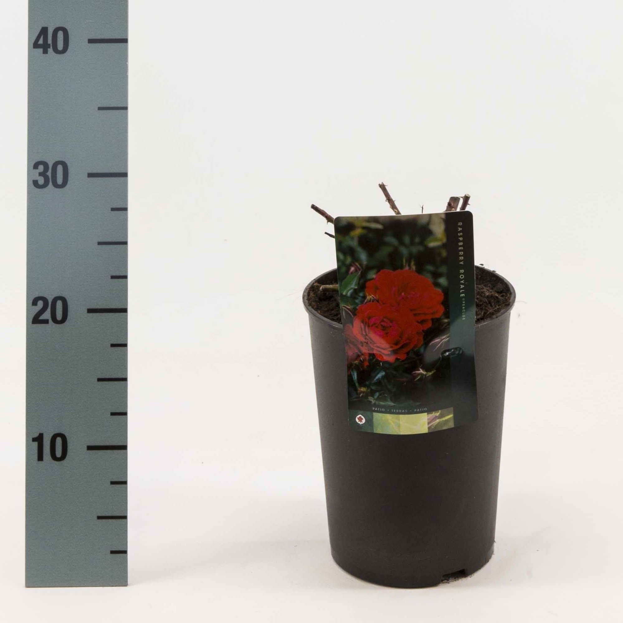 Rosa Patio struikrozen sortiment, D 17