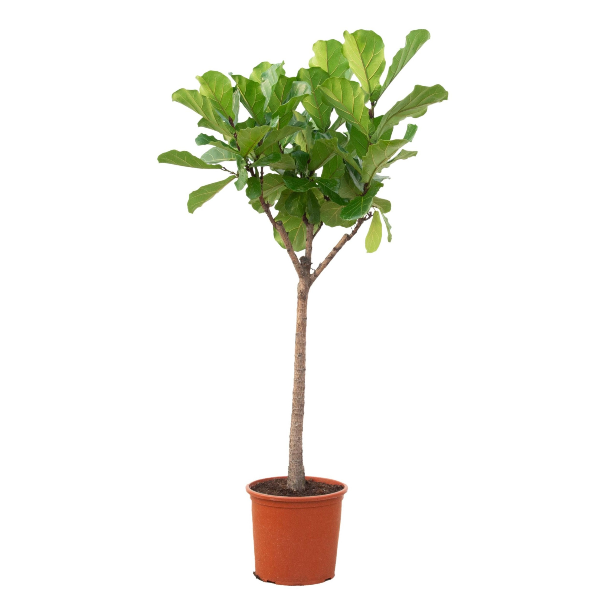 Ficus Lyrata - 190cm, D 30 cm