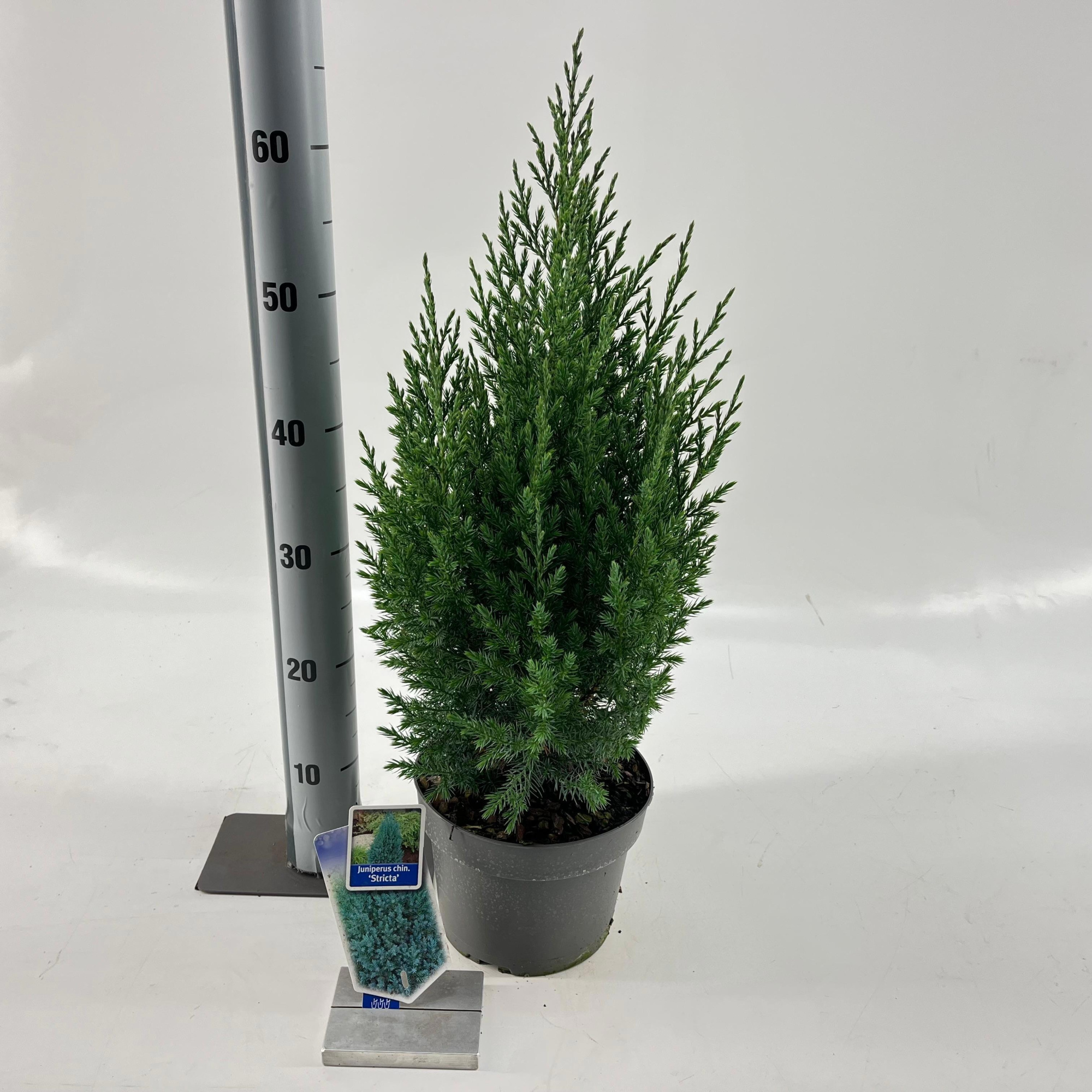 Juniperus chinensis 'Stricta', D 19 cm