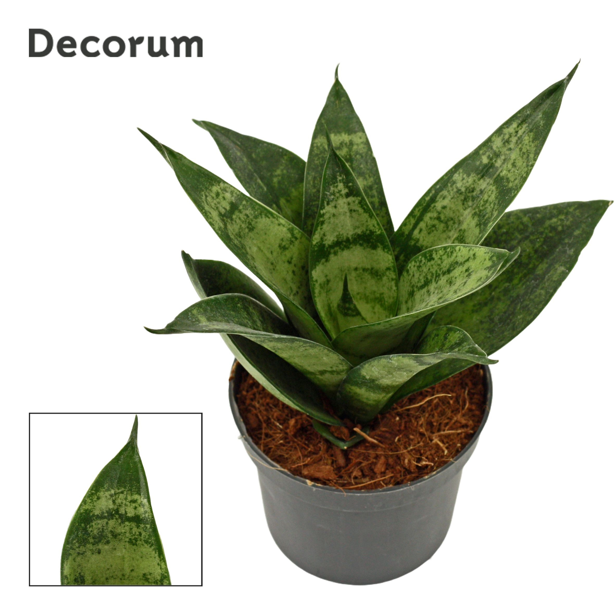 Sansevieria Hahnii 9 cm Frozen (Decorum), D 9