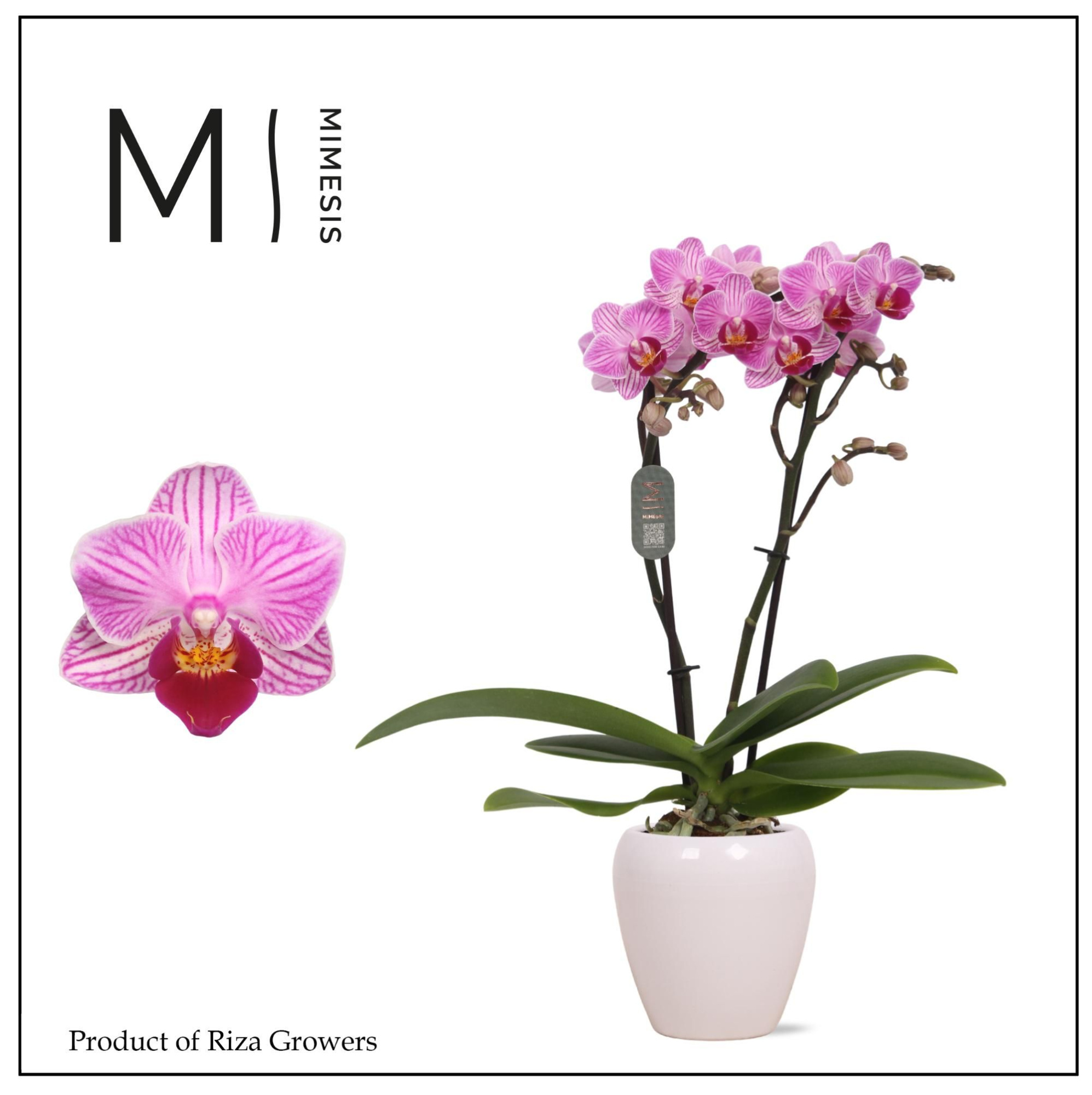 Phalaenopsis Lotte 2 spike – 7cm in Martine White Ceramic | Mimesis, D 7 cm