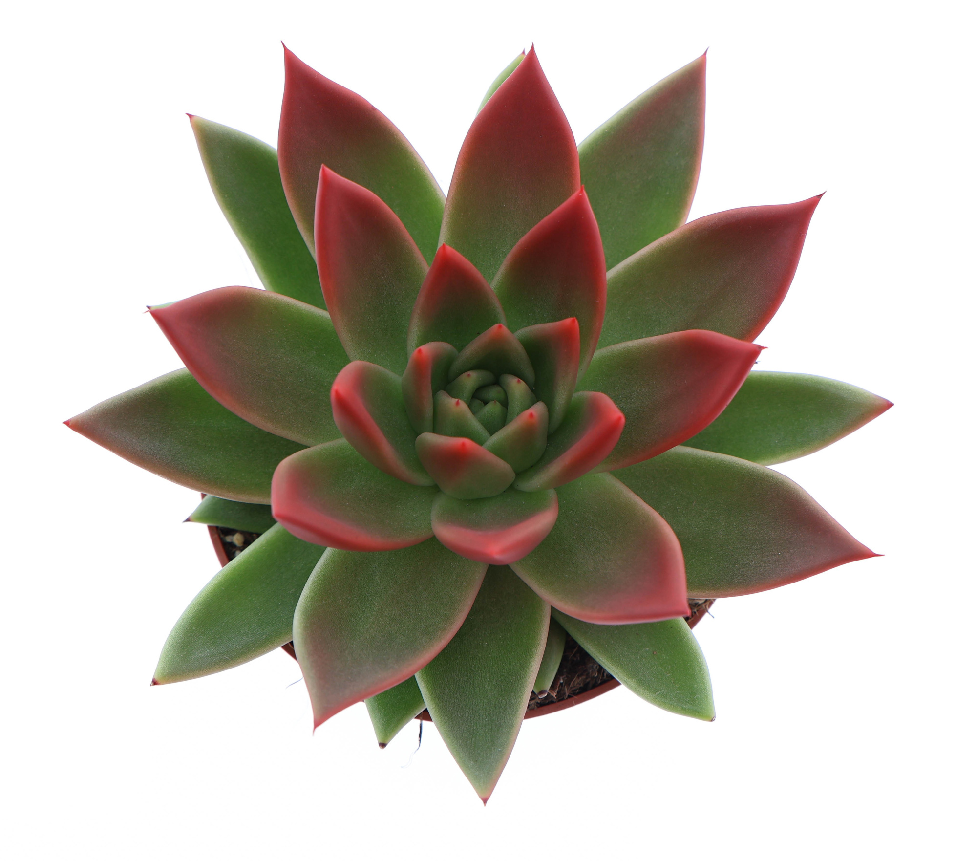 Miranda tips red, D 10,5 cm