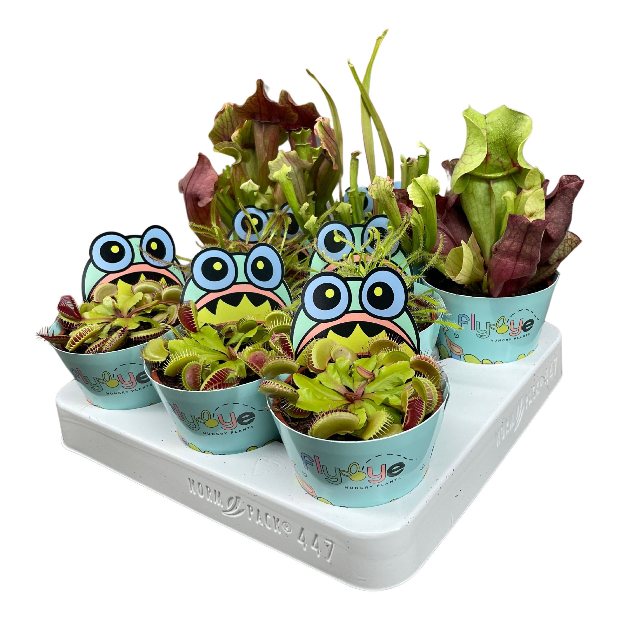 Vleesetende planten mix 8,5 cm in Flybye potcover, D 8,5 cm