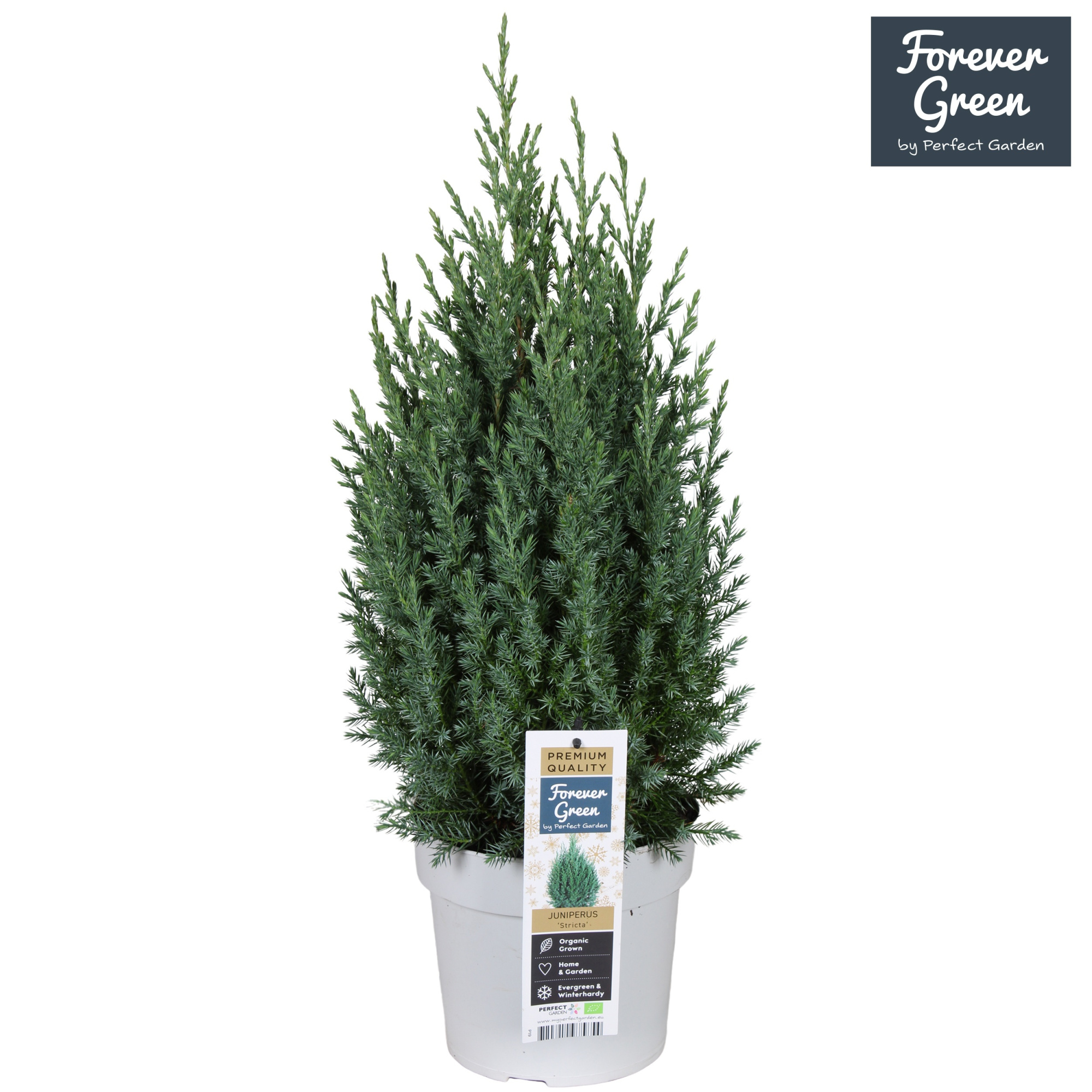 Juniperus chinensis 'Stricta' P19 - Bio, D 19 cm