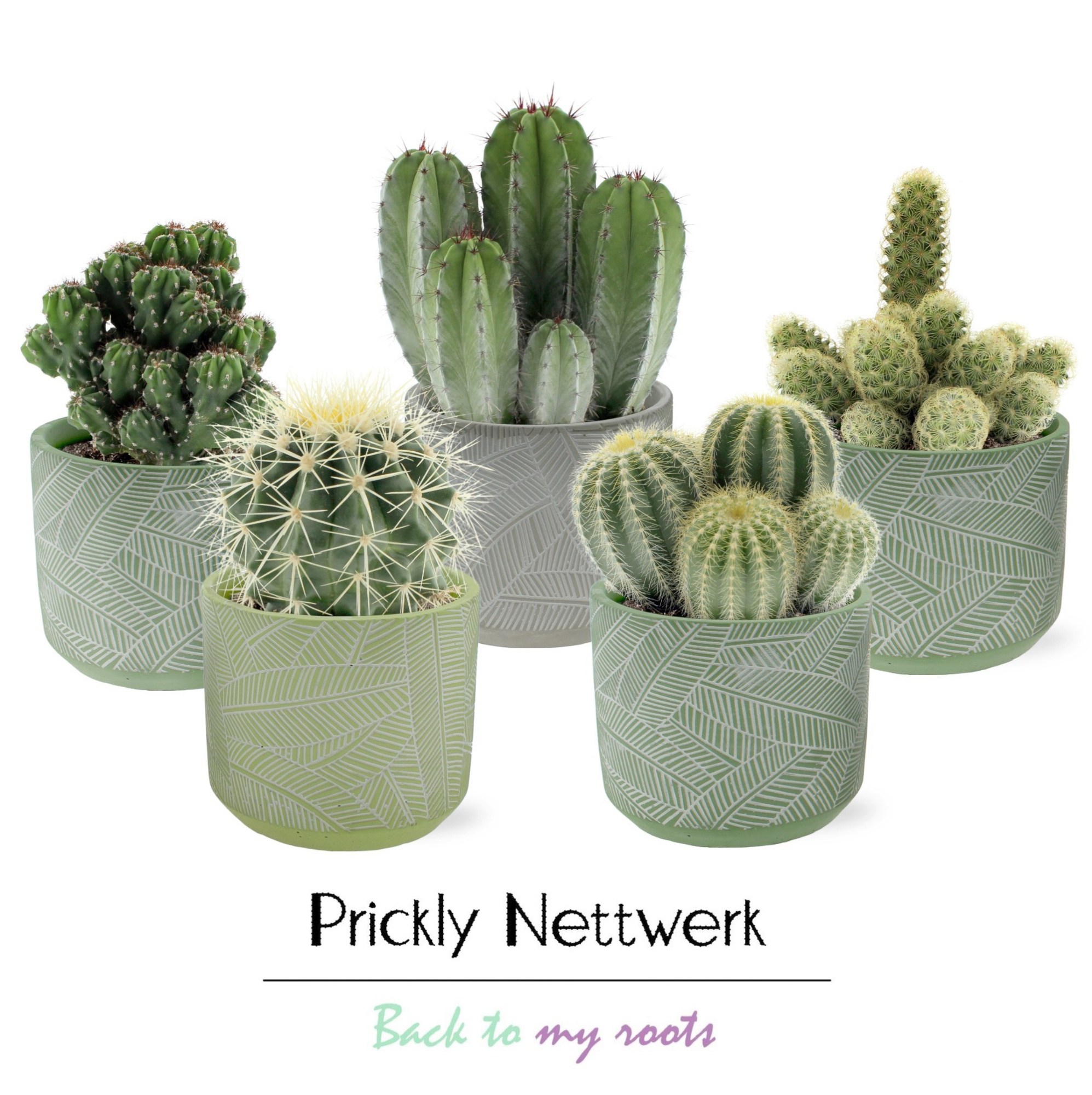 Cactus 12 cm in betonnen LEAF pot, D 13