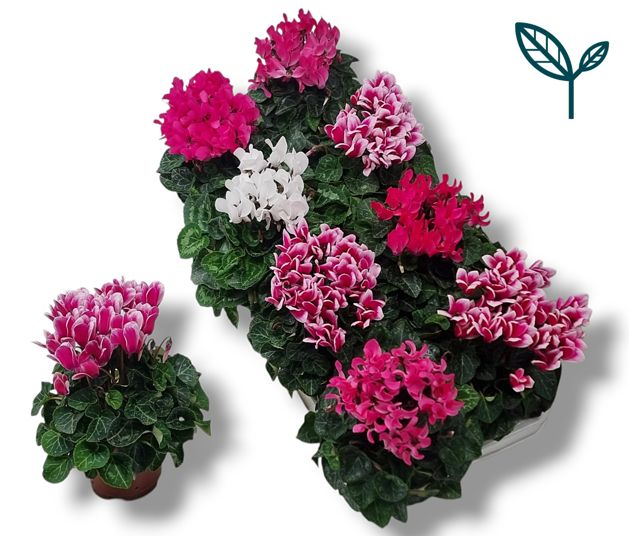 Cyclamen- SWEET PINK MIX, D 10,5
