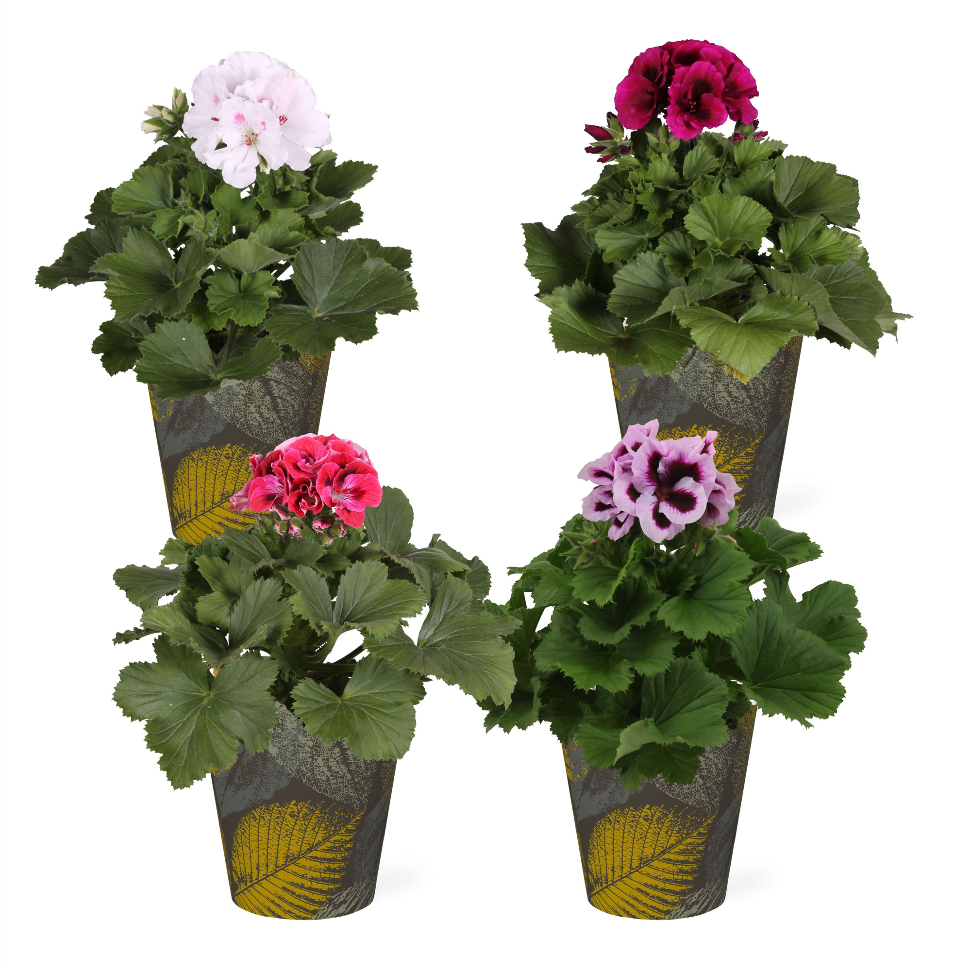 Pelargonium in Smartcup Leaf, D 13