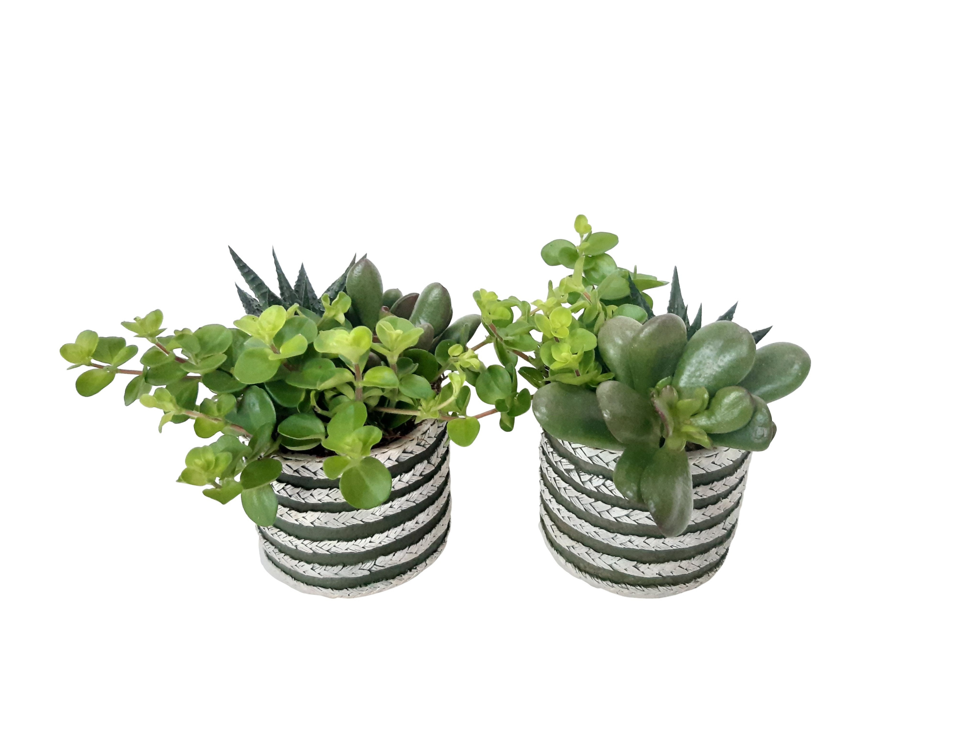 CTP9GMX mini Tire Pot mini groen mix, D 9