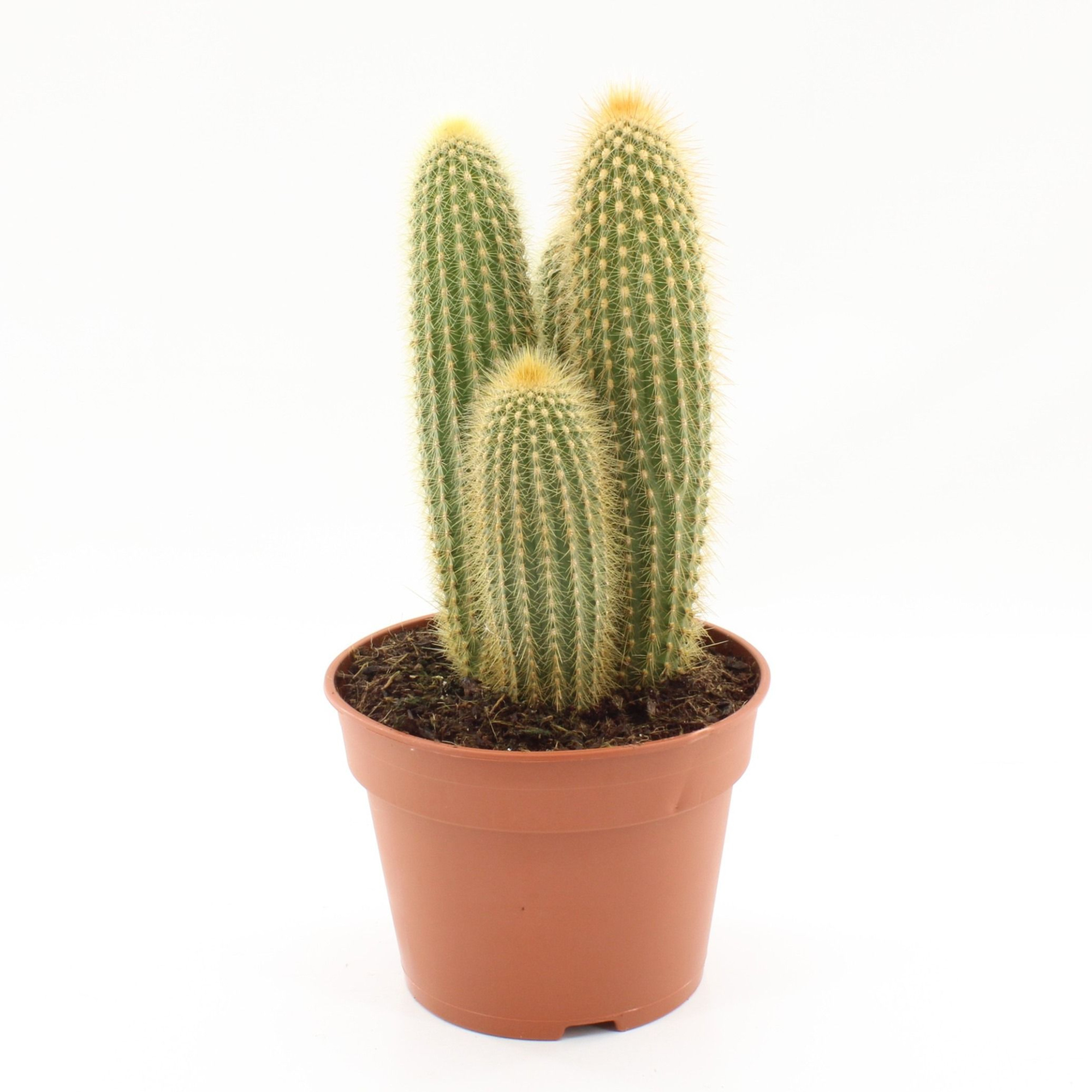Espostoa guentheri 17cm, D 17