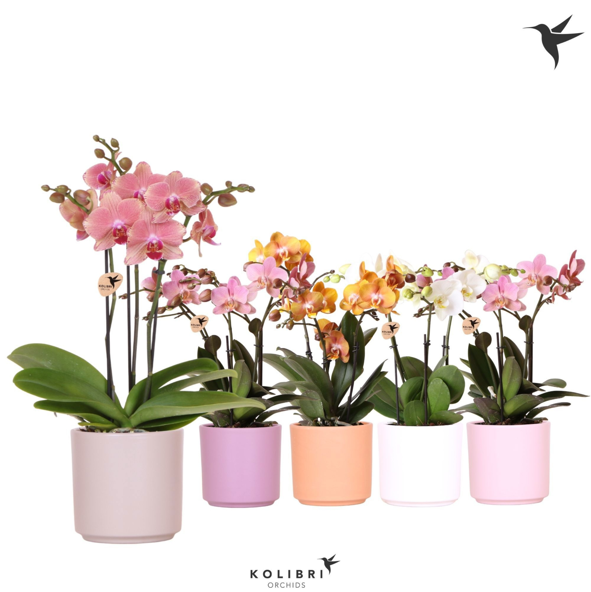 Kolibri Orchids Phalaenopsis Jewel mix 3 spike in Simplicity pot, D 12 cm