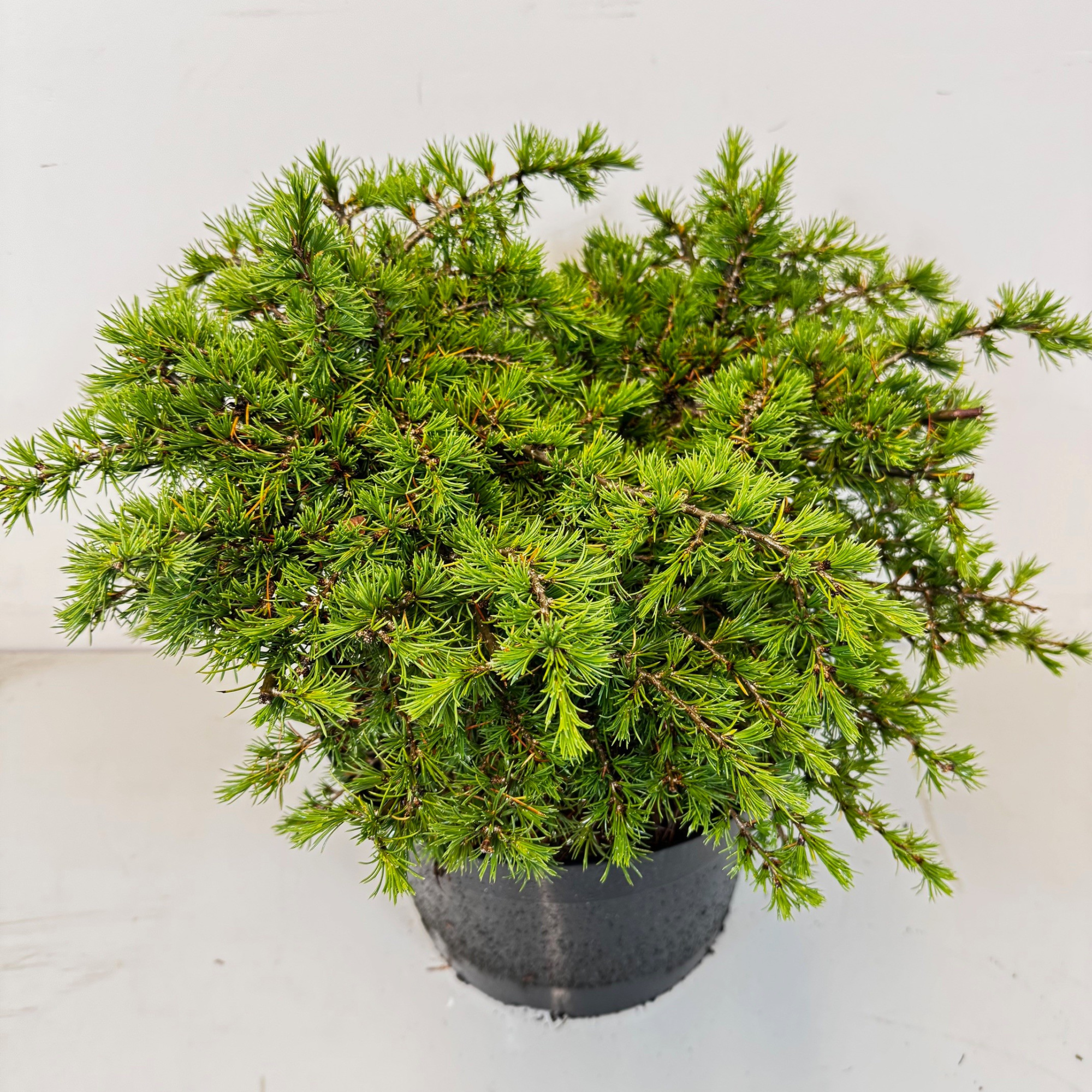 Cedrus libani 'Dino', D 29 cm