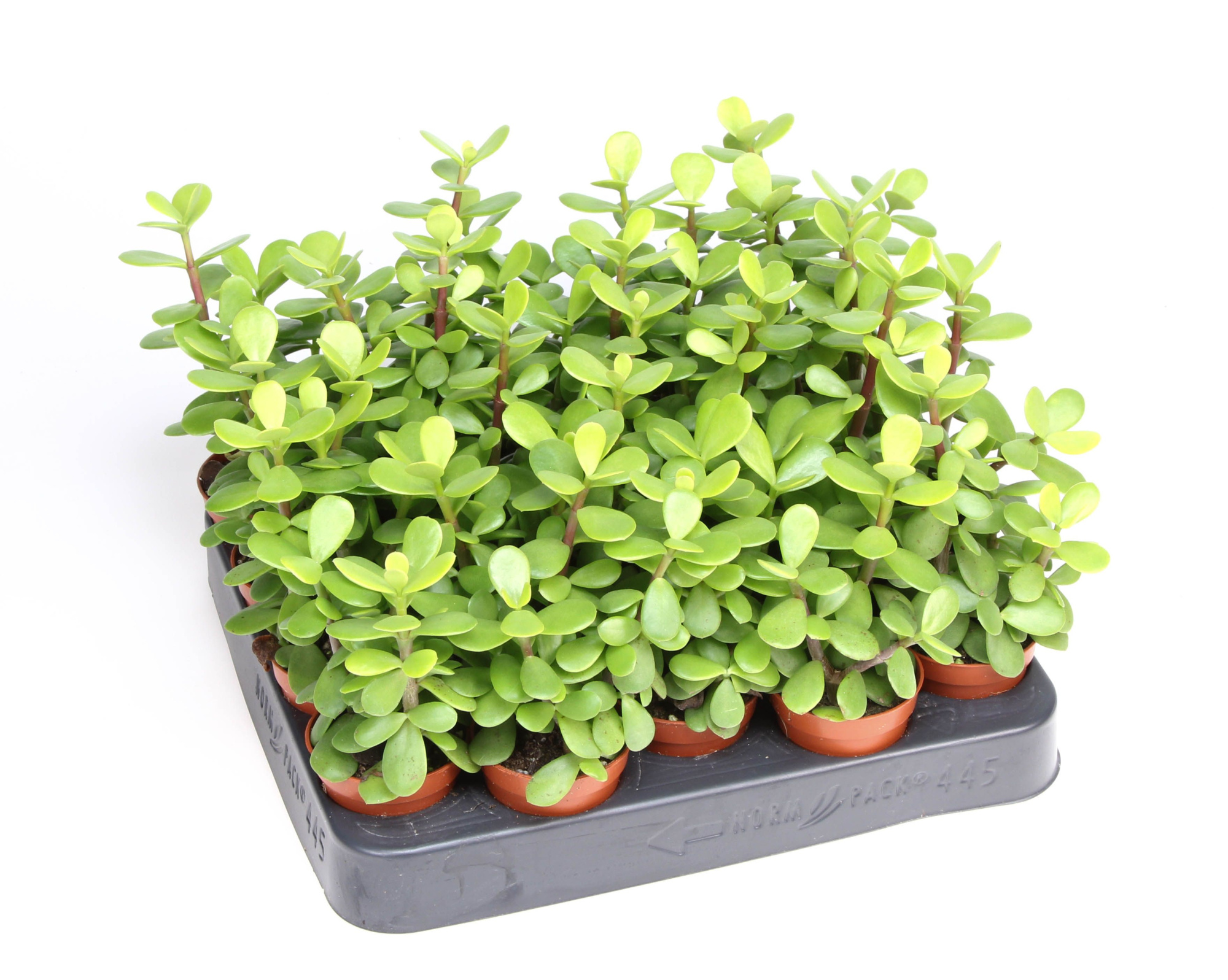 Portulacaria Afra Macrophylla, D 5,5