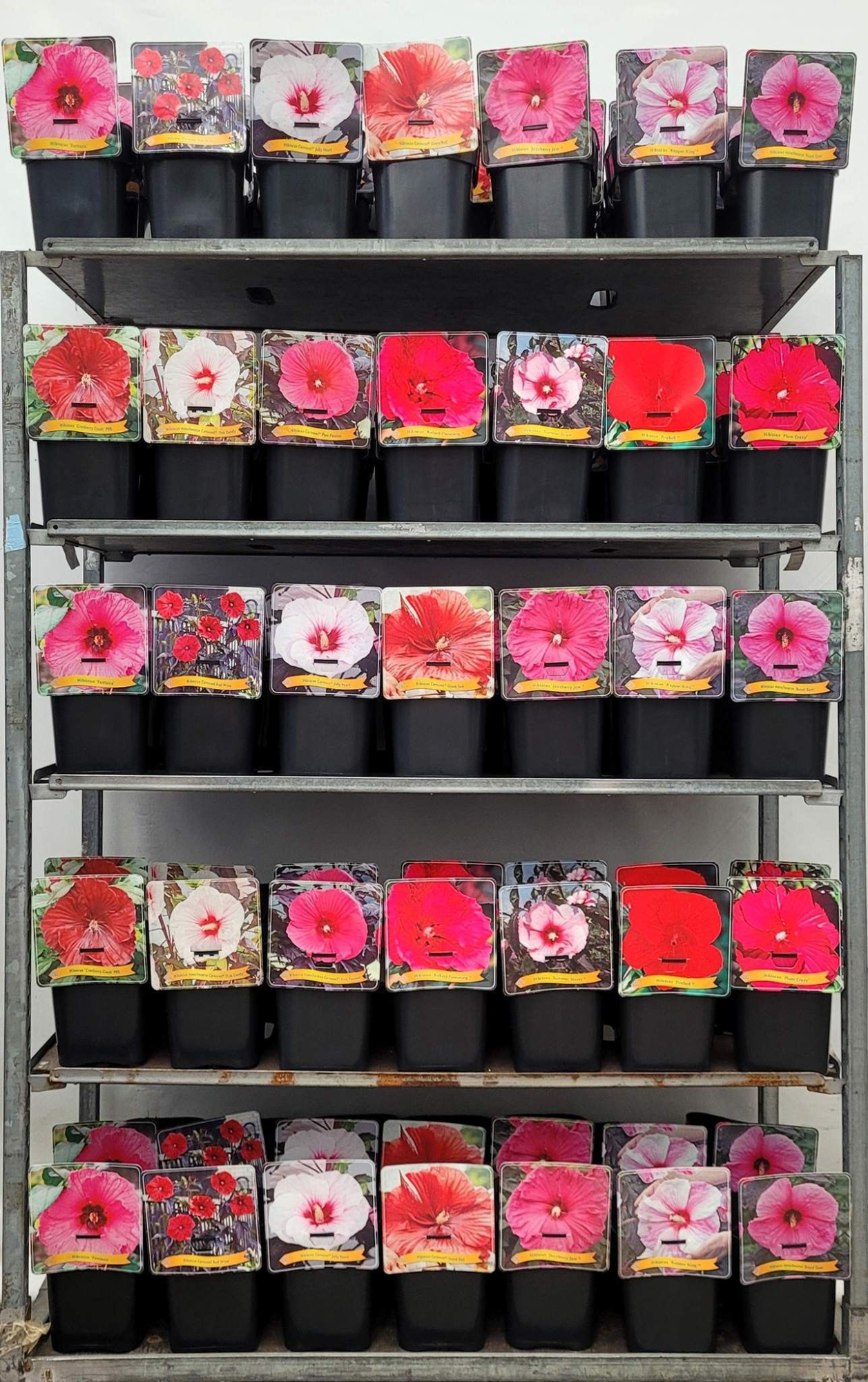 Hibiscus mix CC C5, D 21 cm