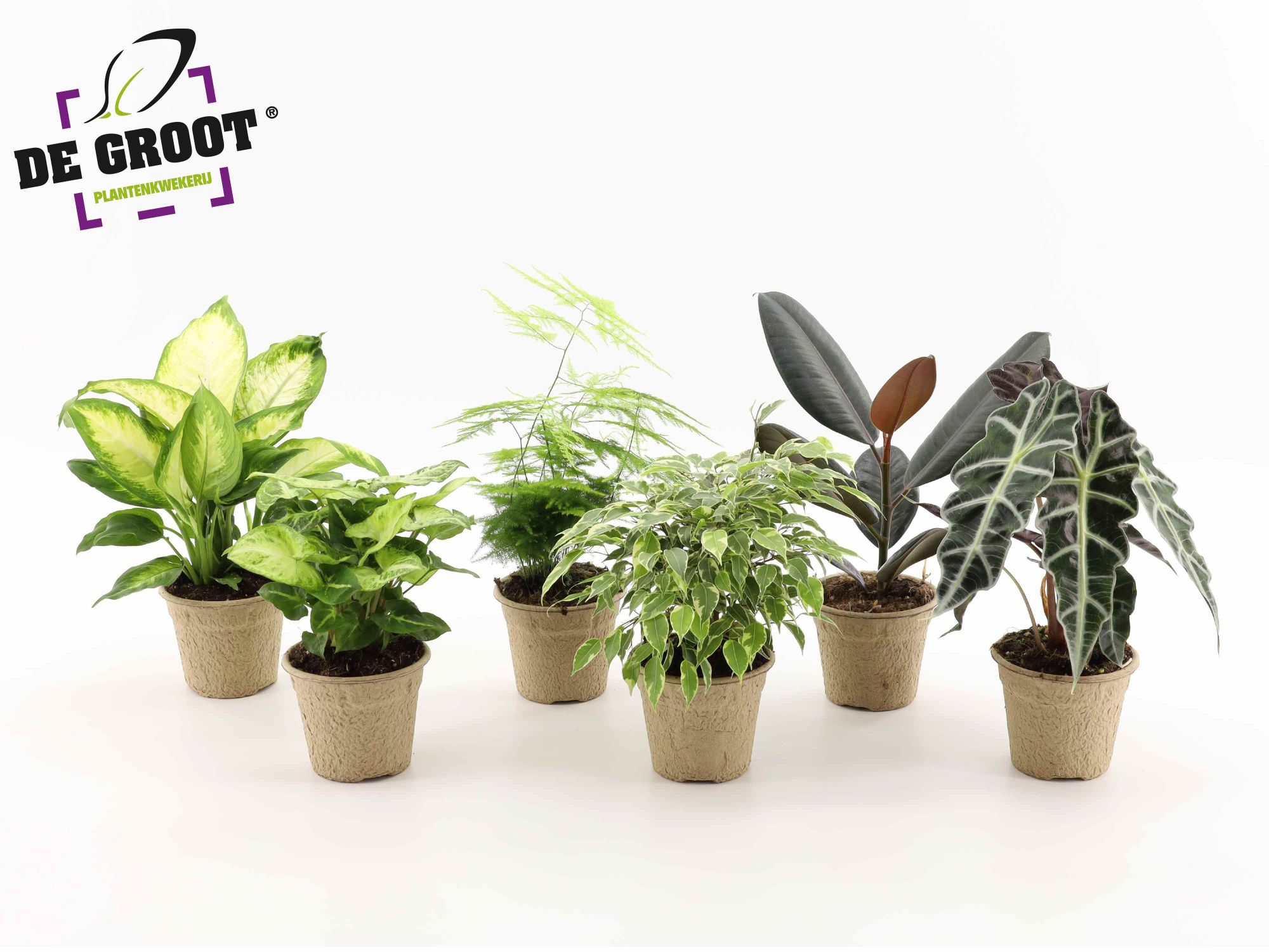 Groenmix in pulppot en pulptray, D 12 cm