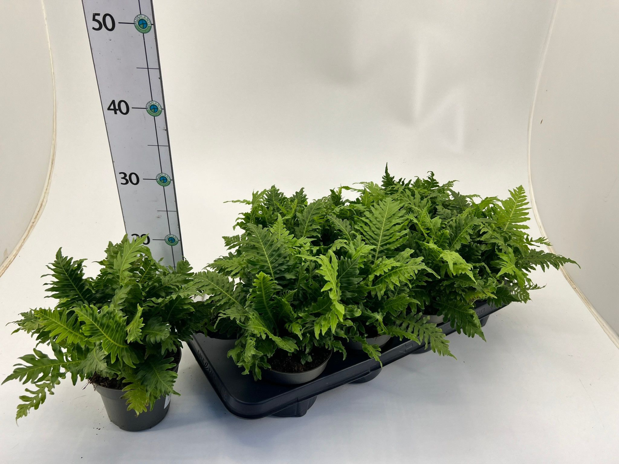 Farn/ Blechnum gibbum 'Silver Lady', D 12