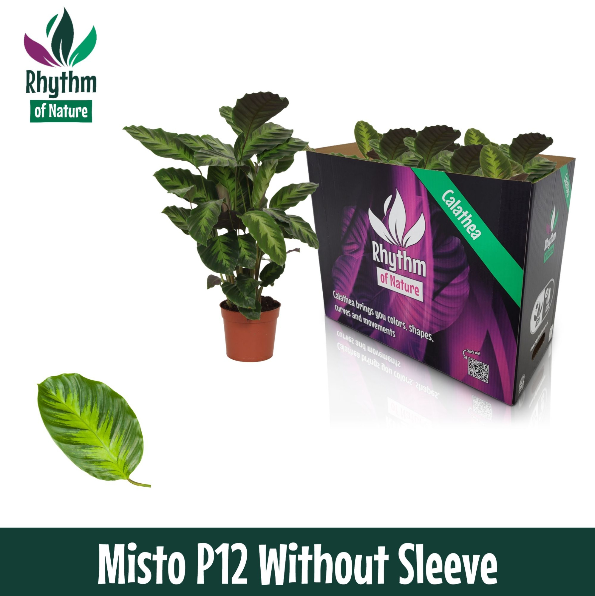 Calathea 12cm Misto Rhythm of Nature zonder hoes, D 12 cm