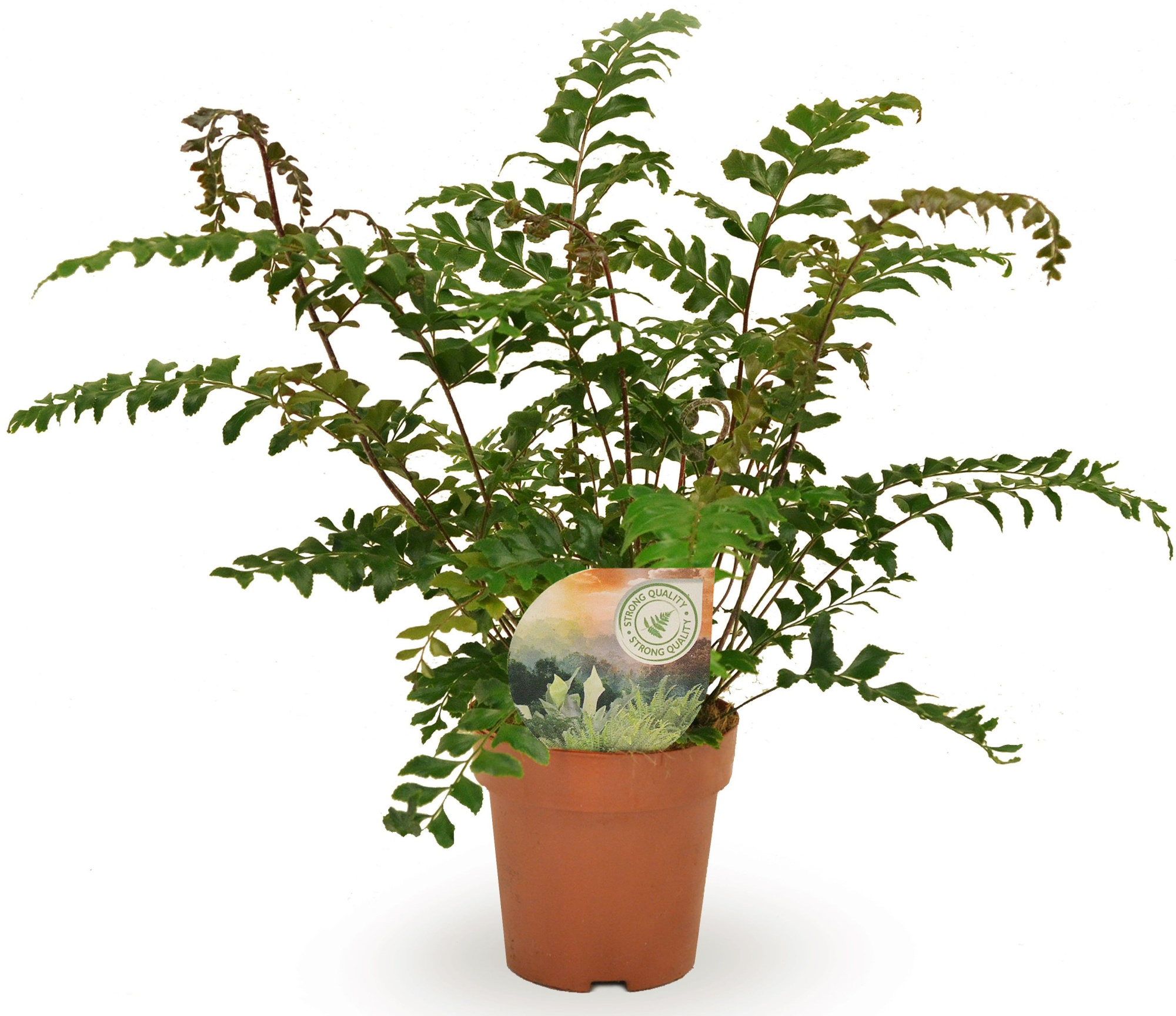 Didymochlaena truncatula, D 12 cm