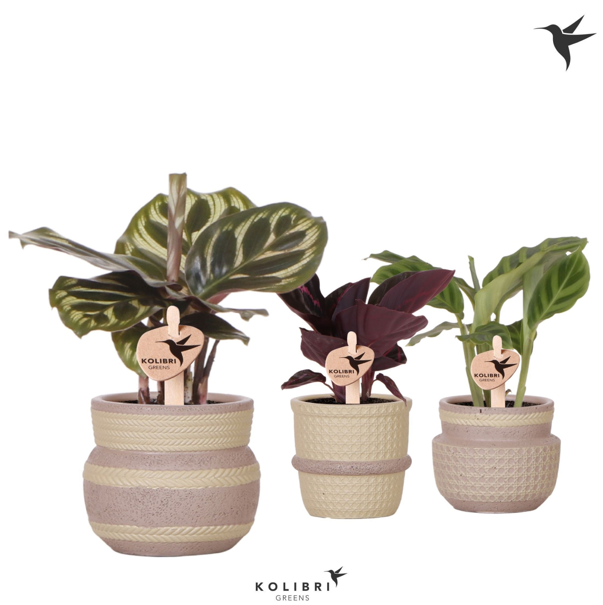 Kolibri Greens Calathea mix in Ethnic pot khaki mix, D 6