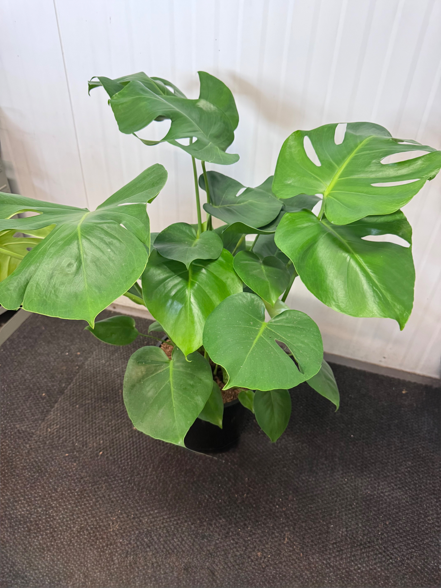 Monsterna Deliciosa, D 27 cm