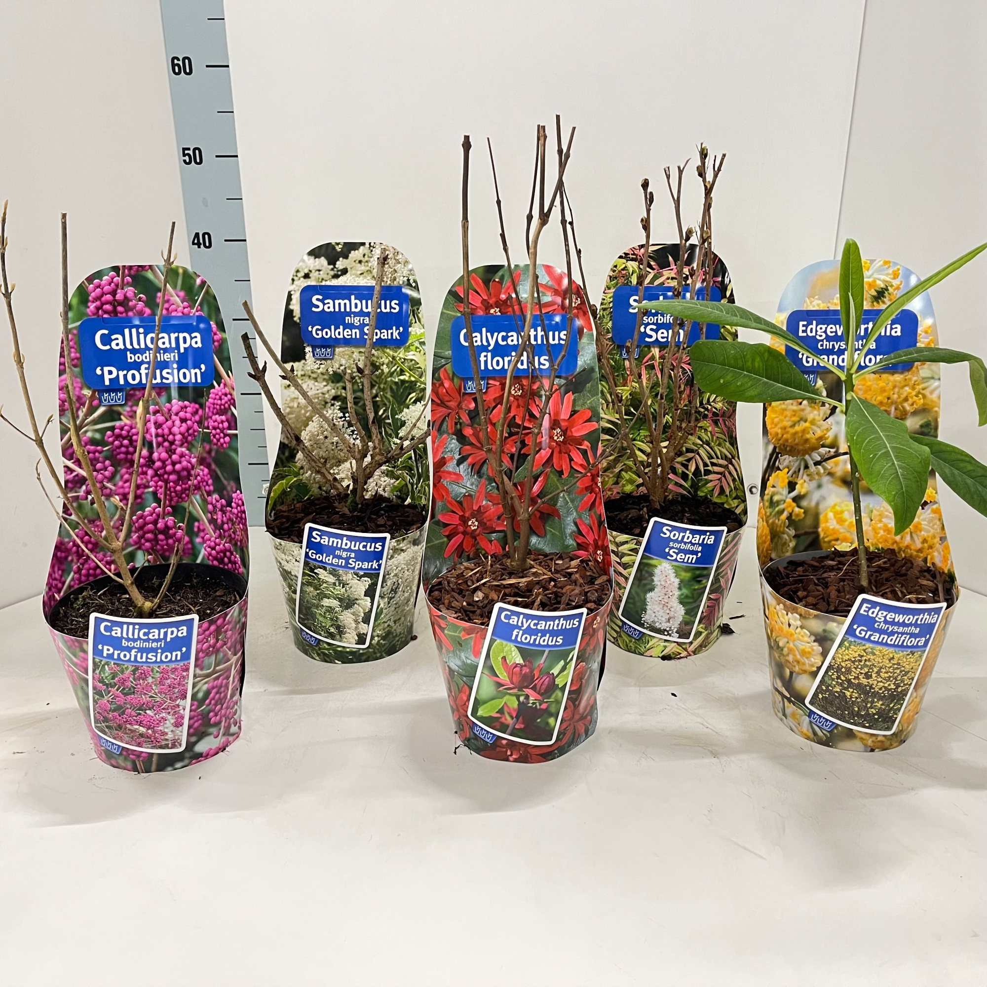 Potcover mix (minimum order one layer), D 17