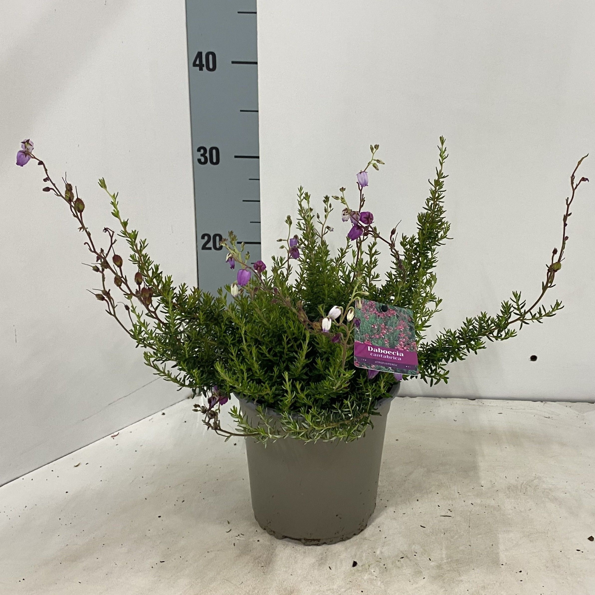 Daboecia cantabrica 'Atropurpurea', D 15 cm
