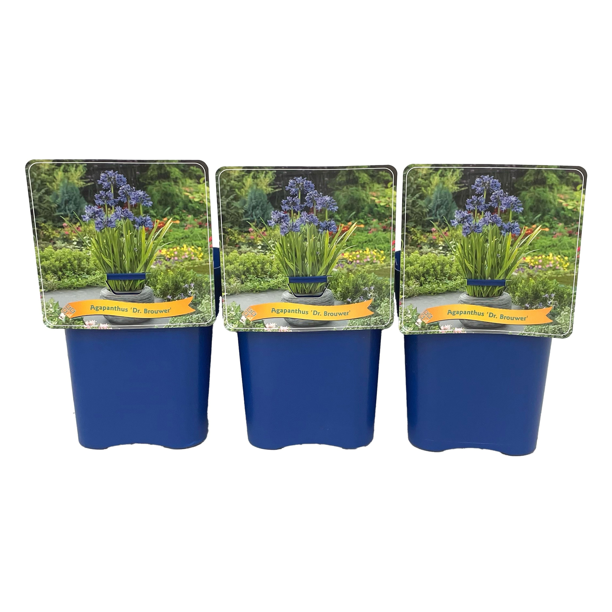 Agapanthus 'Dr Brouwer' C5, D 21 cm