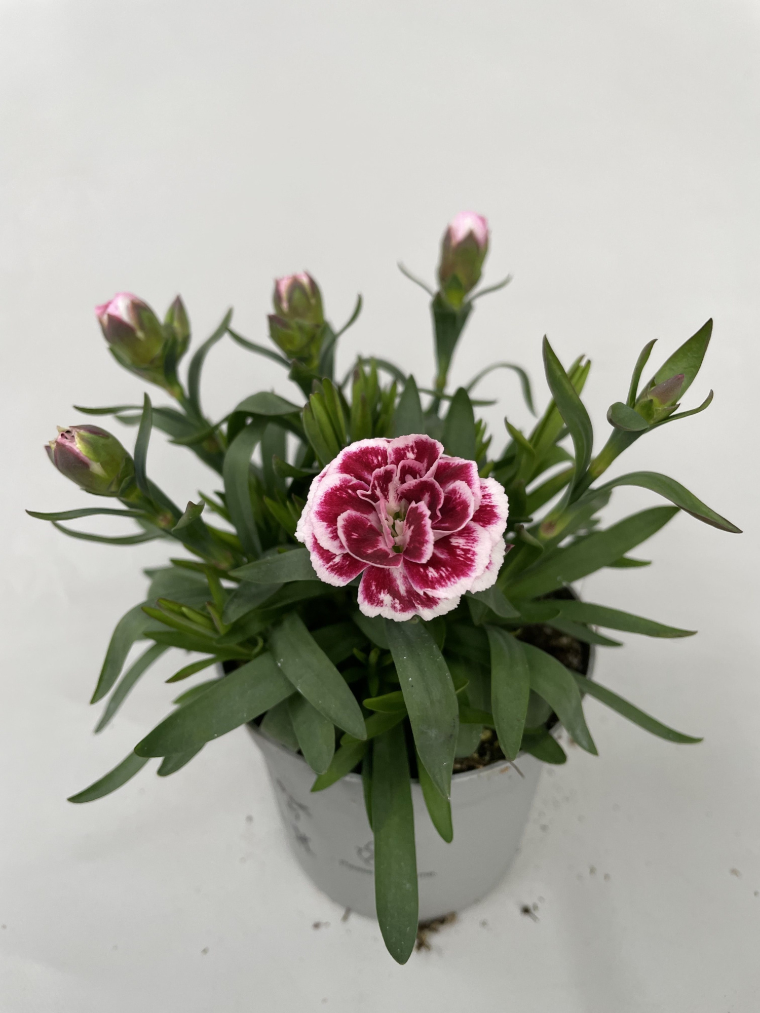 Dianthus OS Purple Star p9, D 9