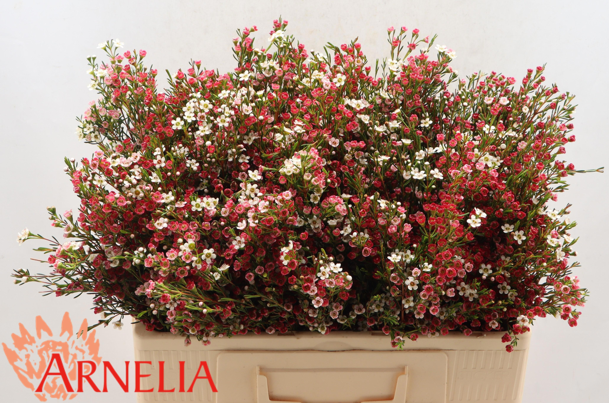 Шамелациум Май Свит Сикстин 55, шт.