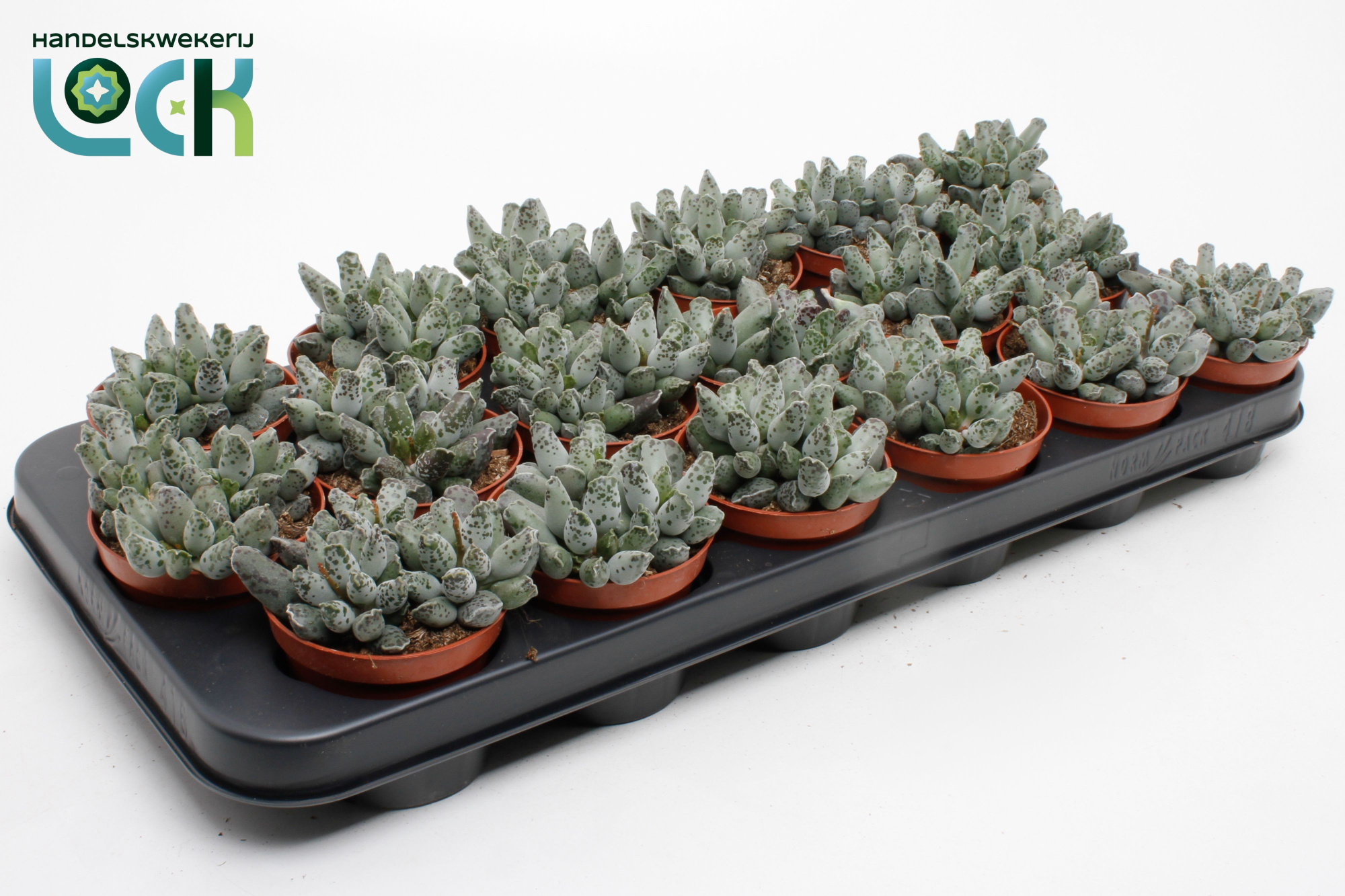 Adromiscus Cooperi, D 8,5 cm