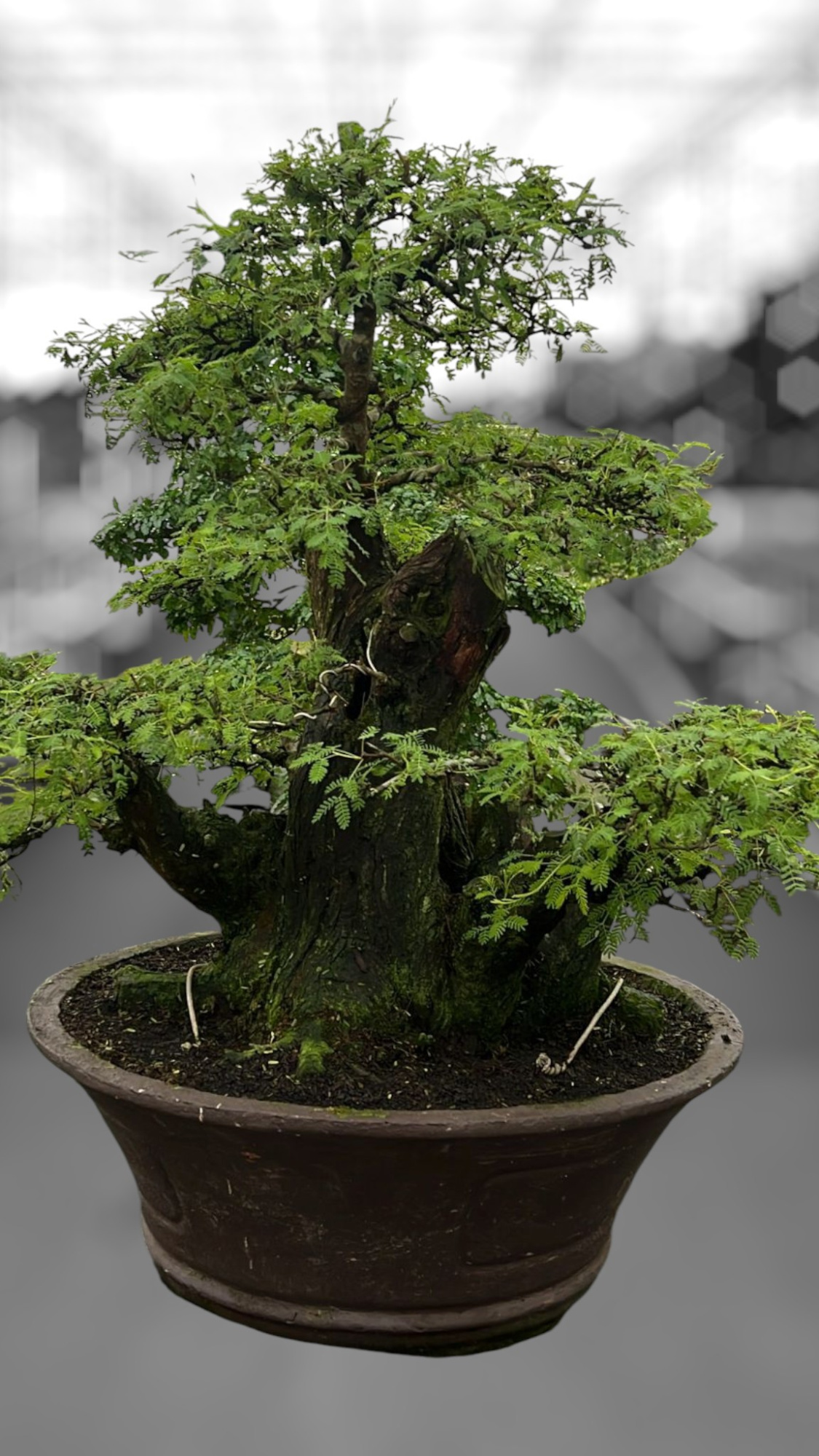 Vachellia nilotica, pot 60cm, height 90cm. (single item), D 60