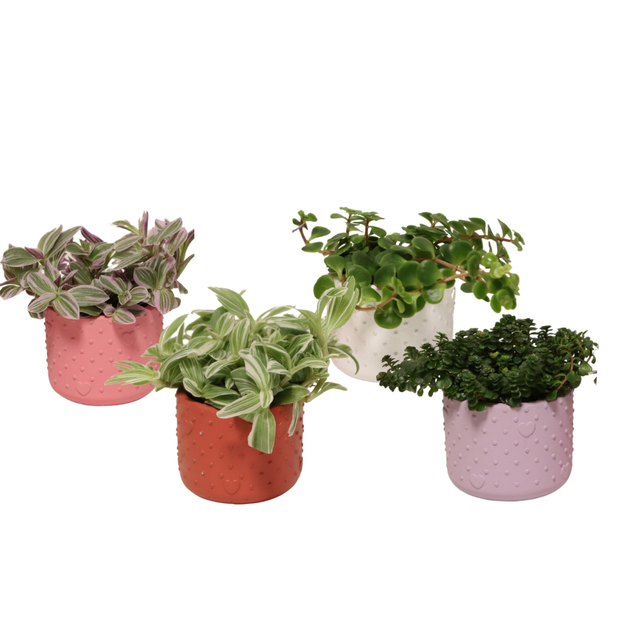 Forever Love with Compact Foliage, D 6