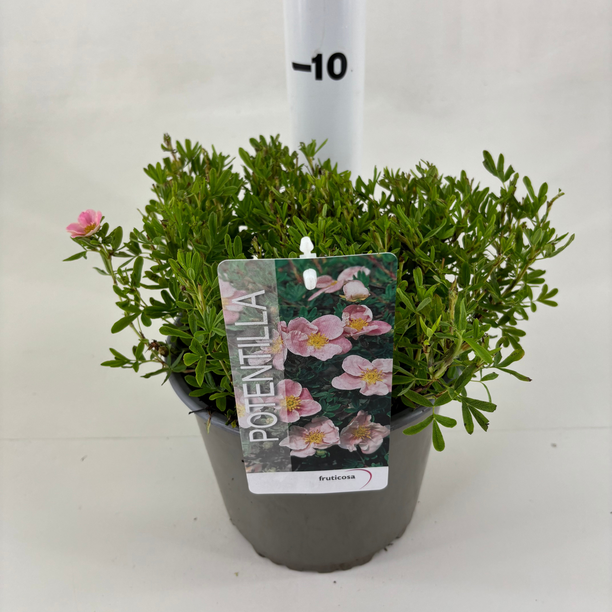 Potentilla fruticosa 'Pink', D 19 cm